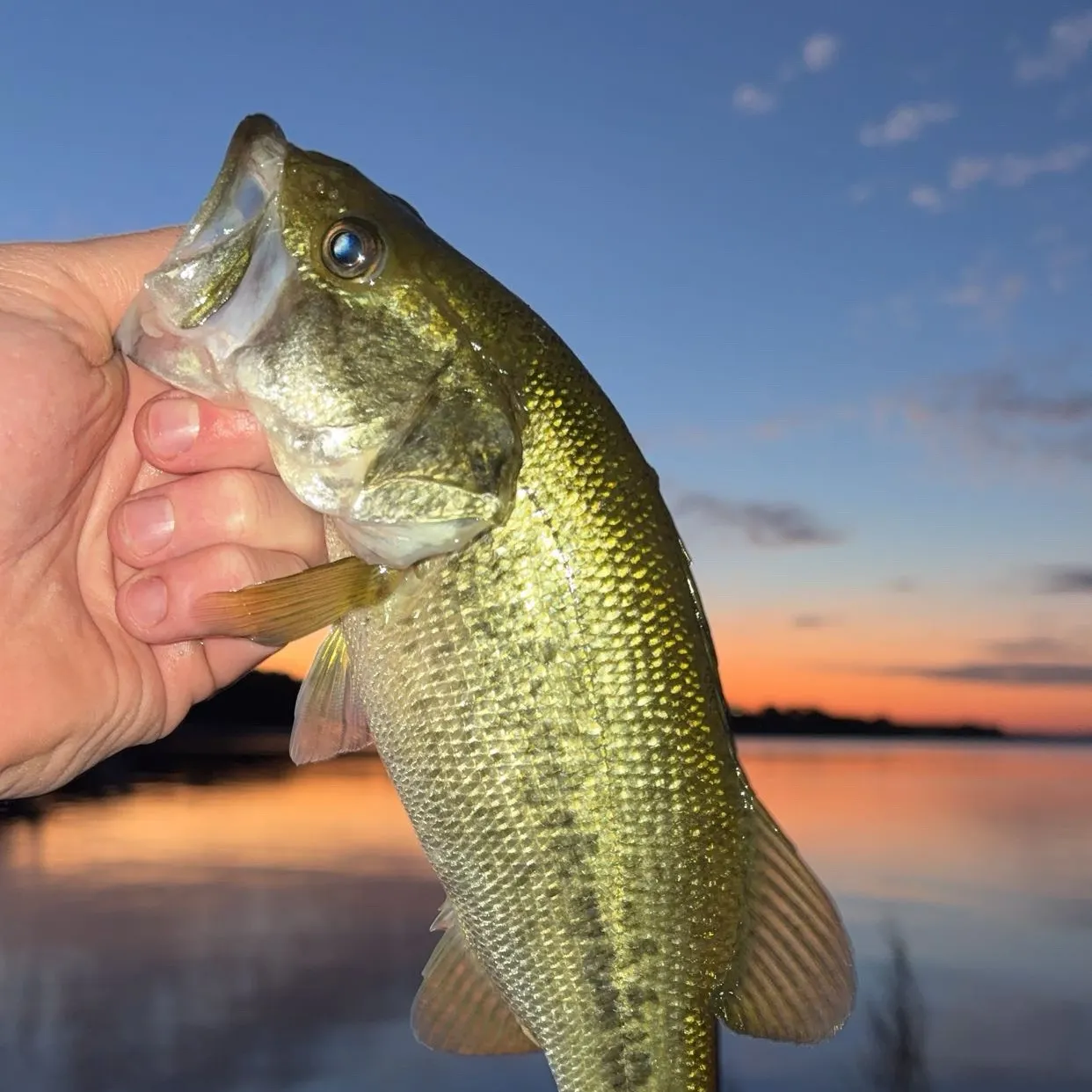 Largemouth bass caught on Fishbrain