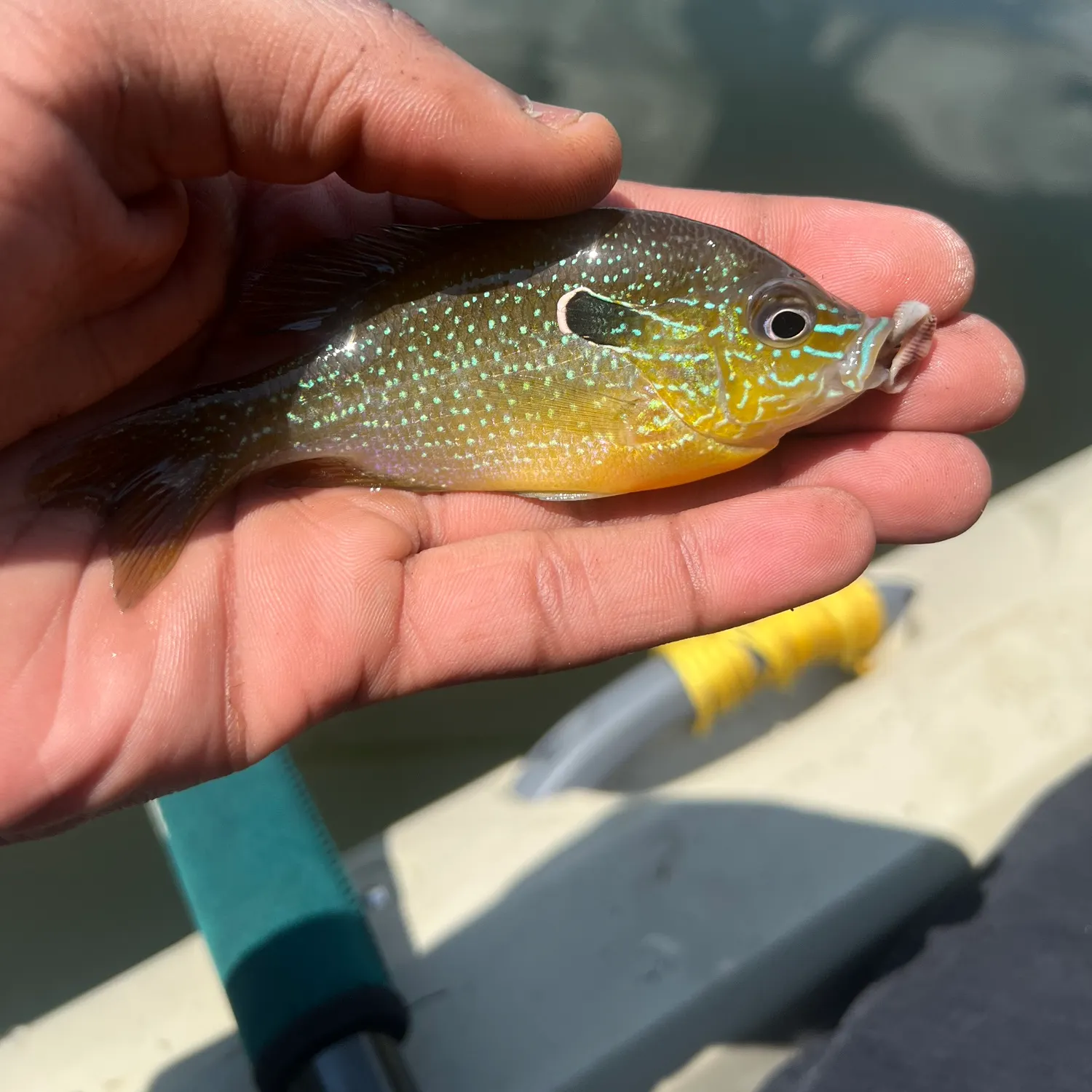 The most recent Longear sunfish catches on Fishbrain