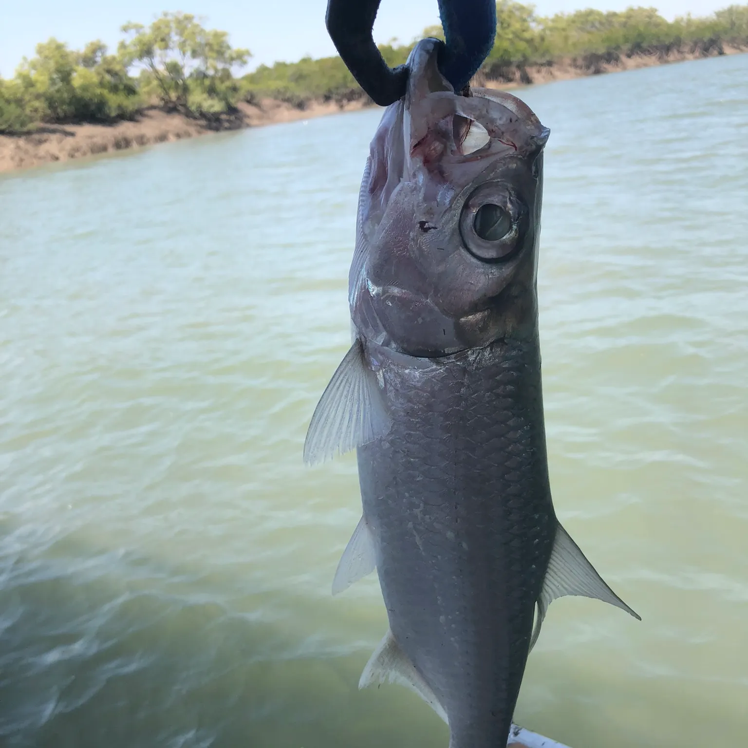 The most recent Tarpon catches on Fishbrain