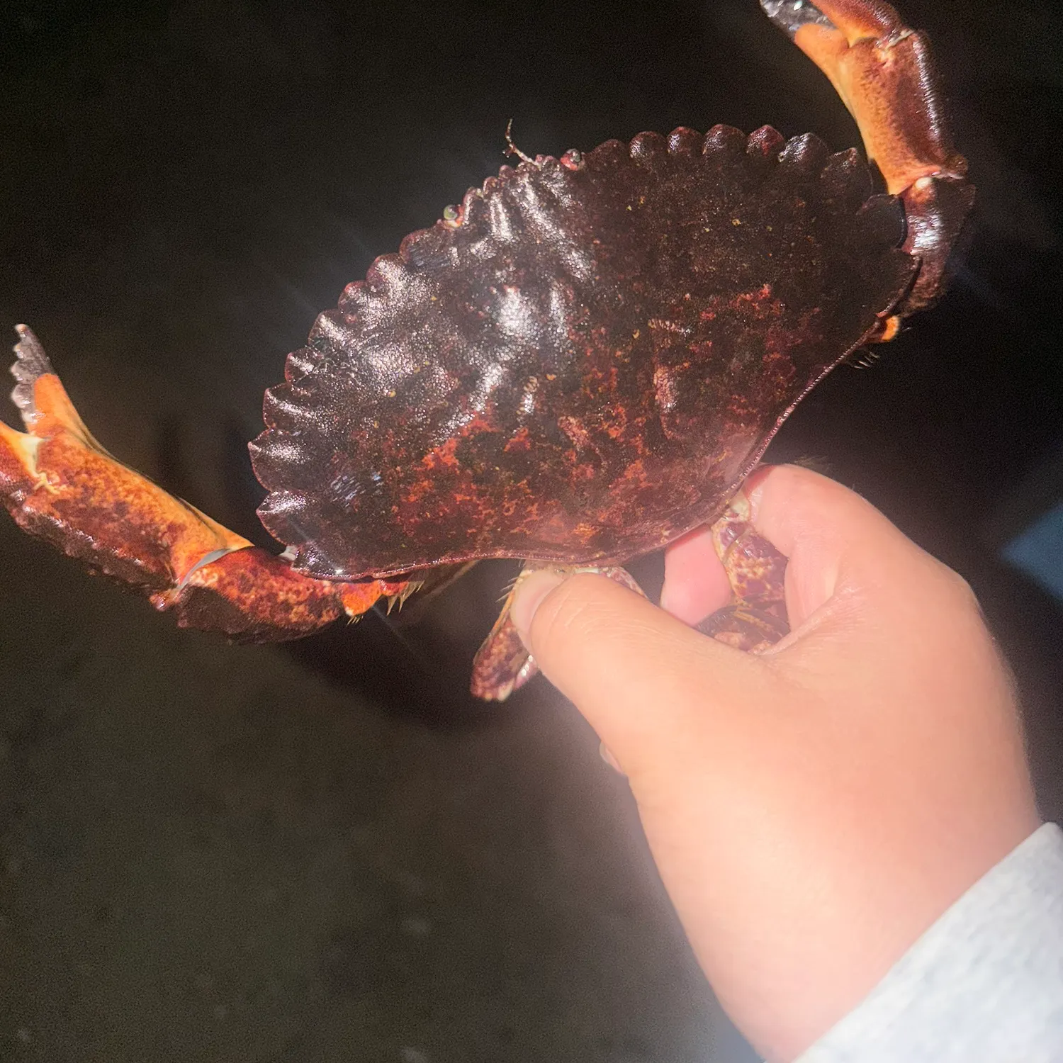 The most recent Red rock crab catches on Fishbrain