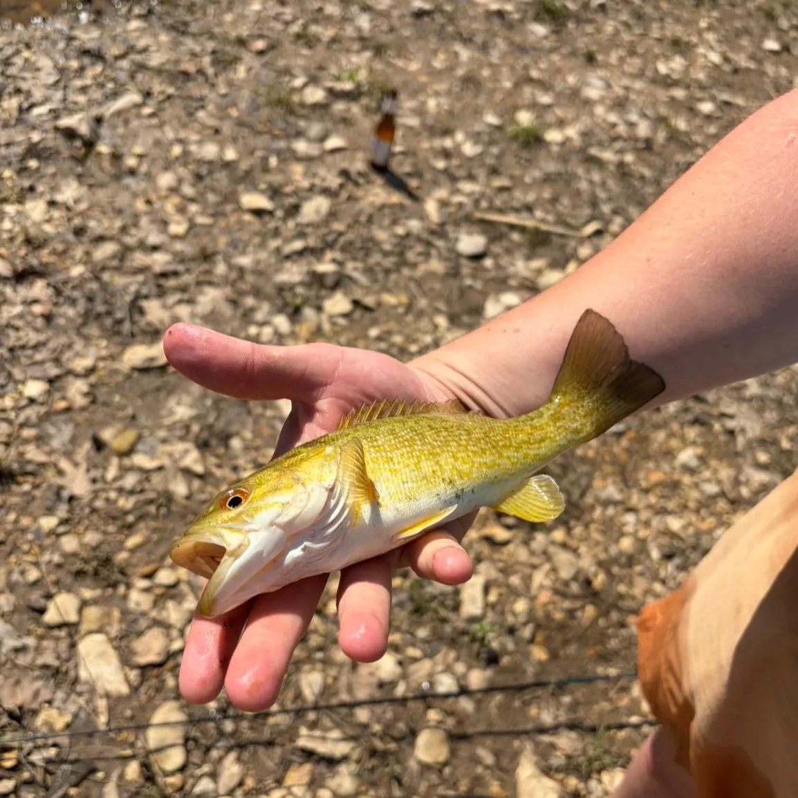 The most recent Neosho bass catches on Fishbrain