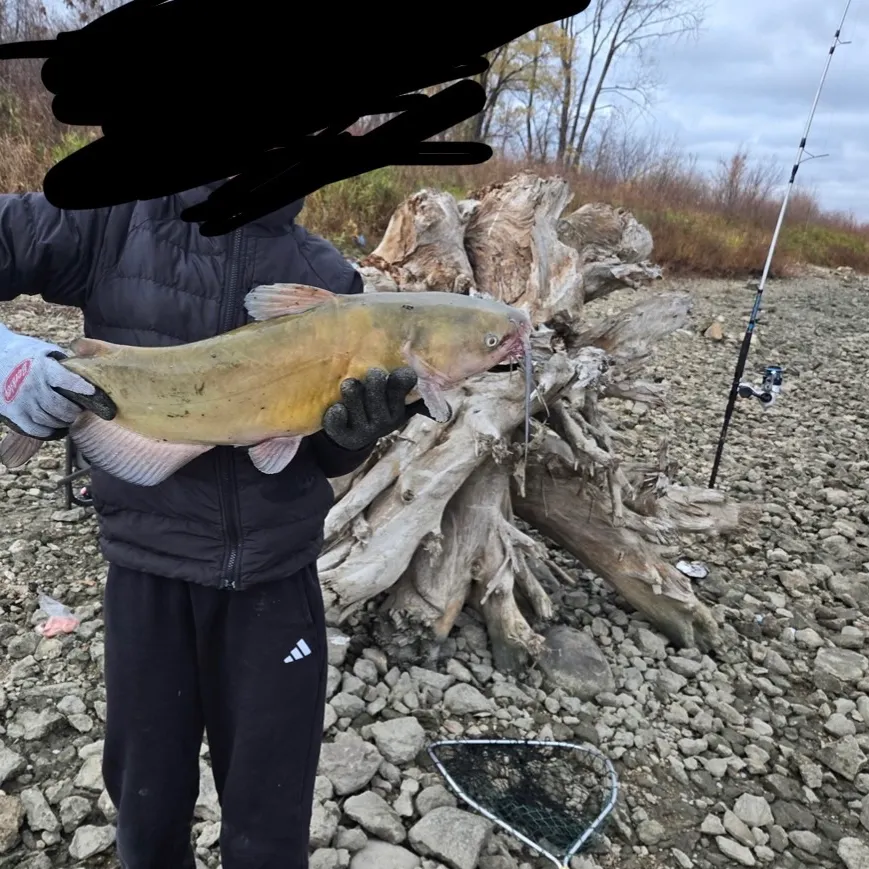 Channel catfish caught on Fishbrain