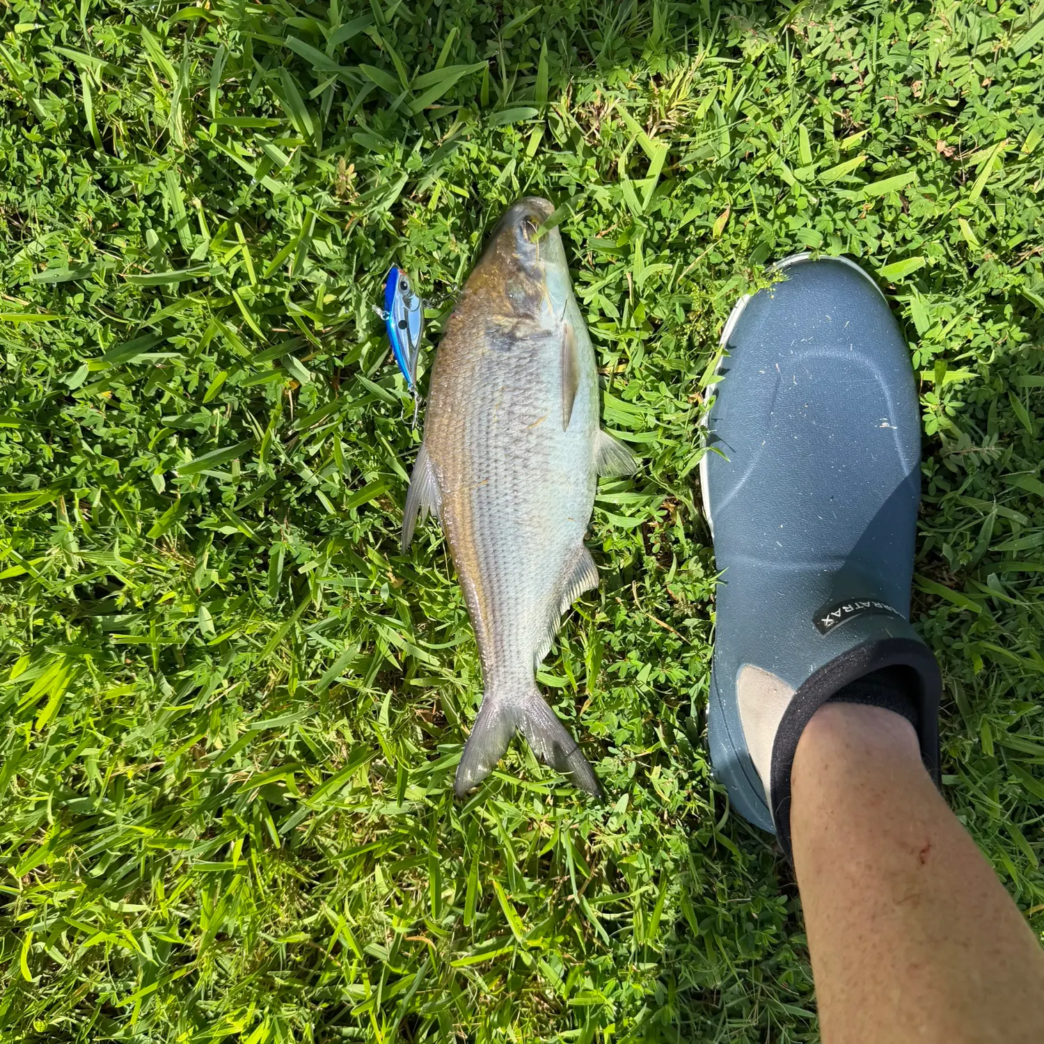 The most recent American gizzard shad catches on Fishbrain
