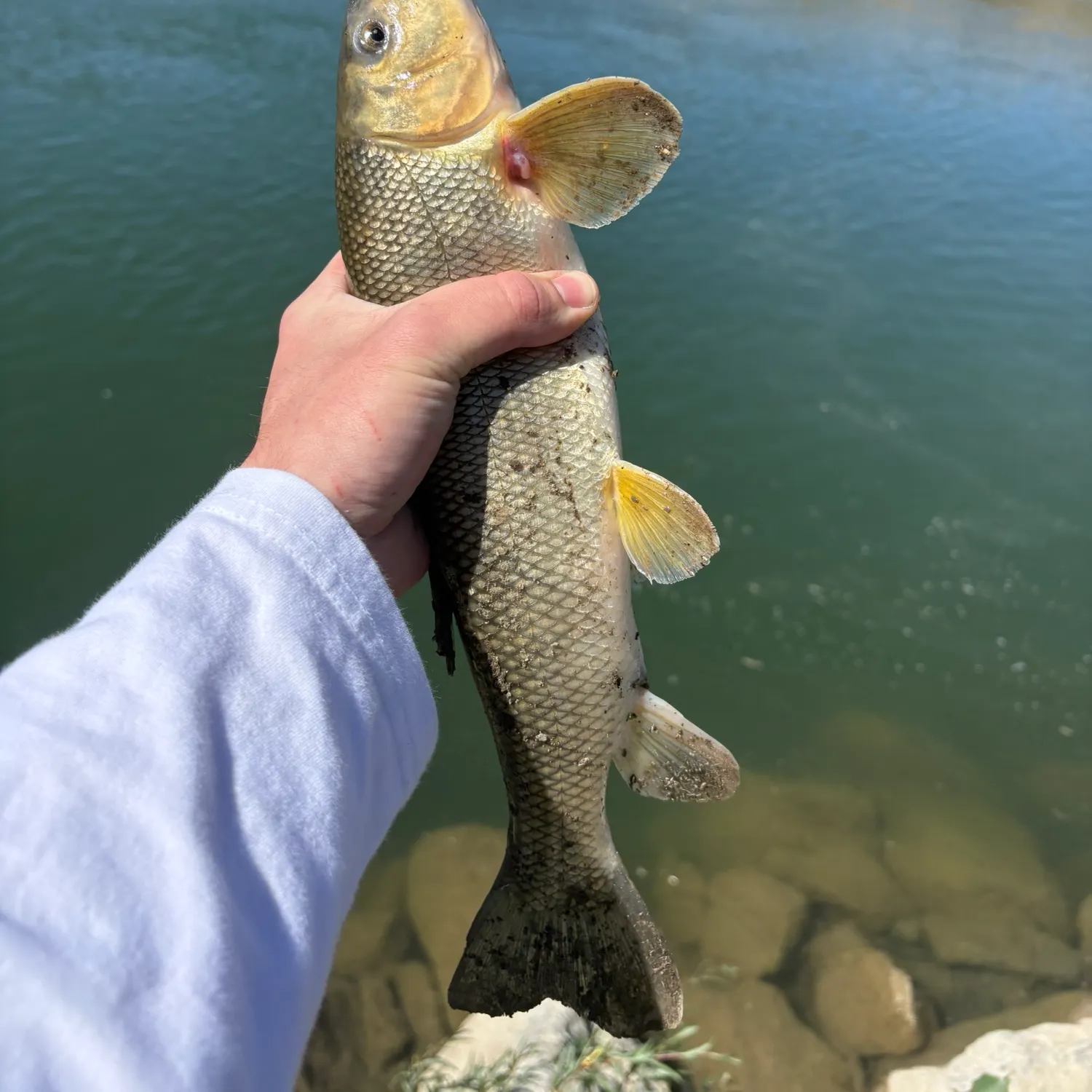 White sucker caught on Fishbrain