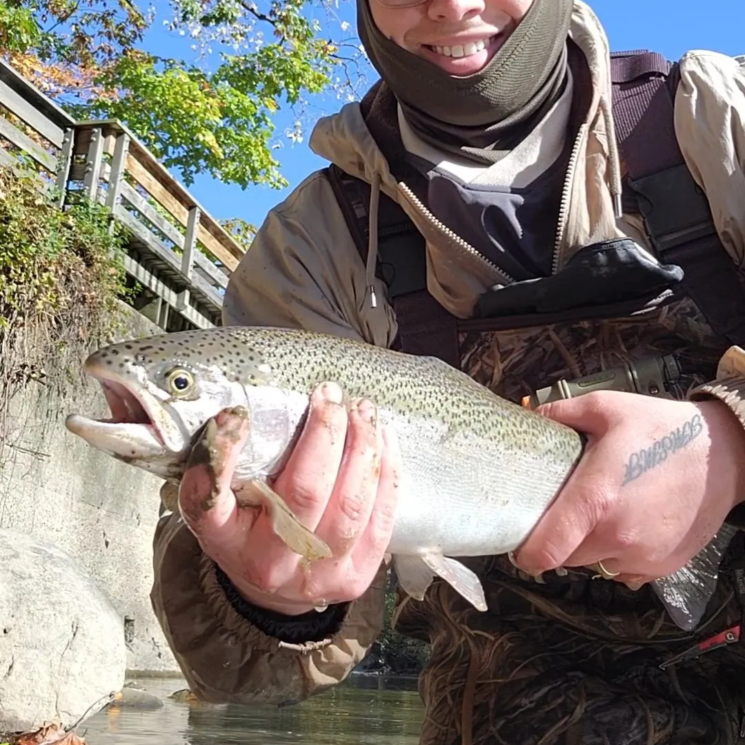 Steelhead caught on Fishbrain