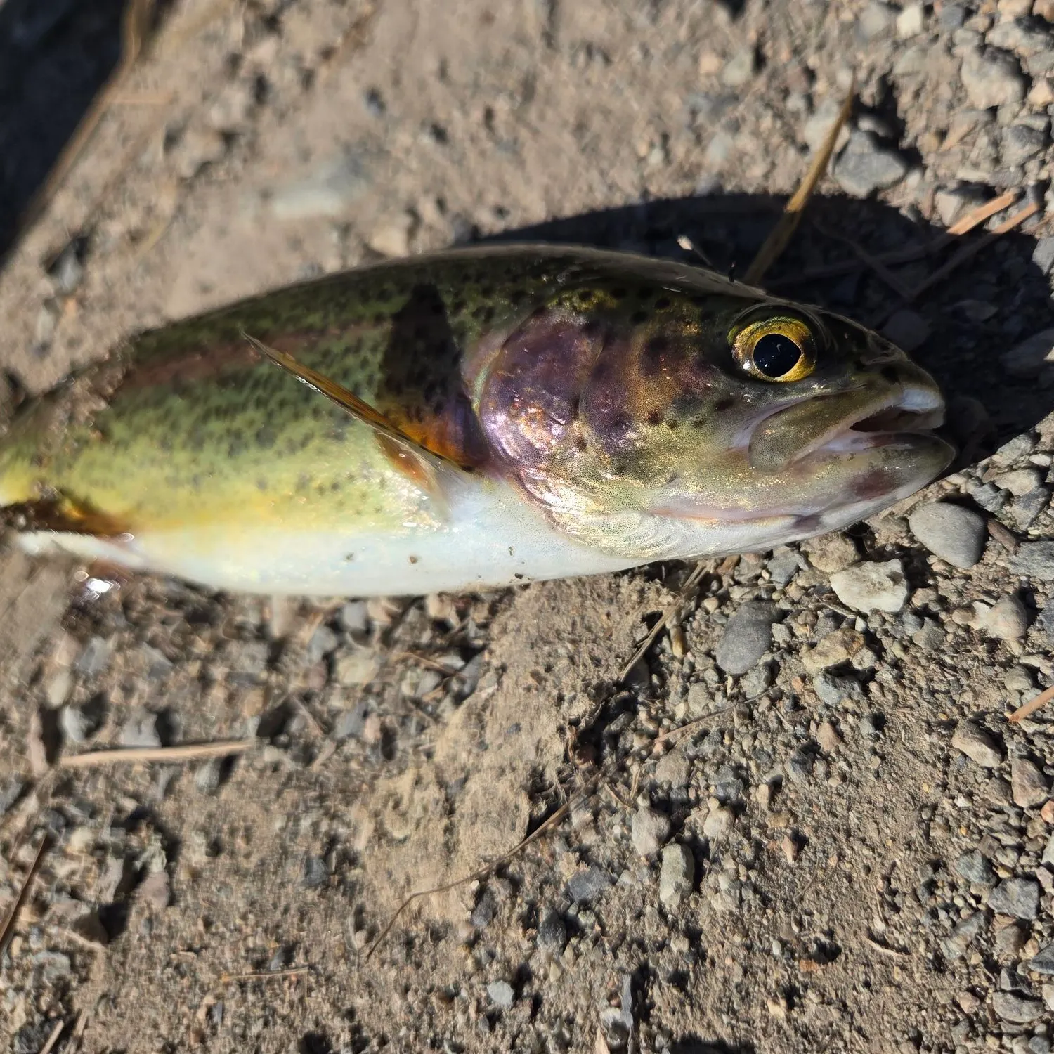Rainbow trout caught on Fishbrain