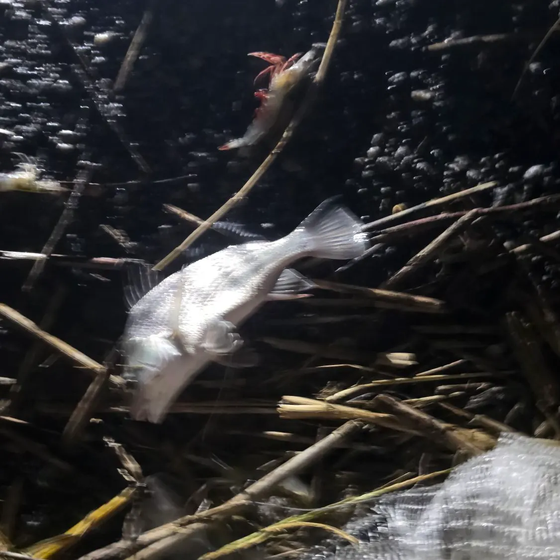 Black drum caught on Fishbrain