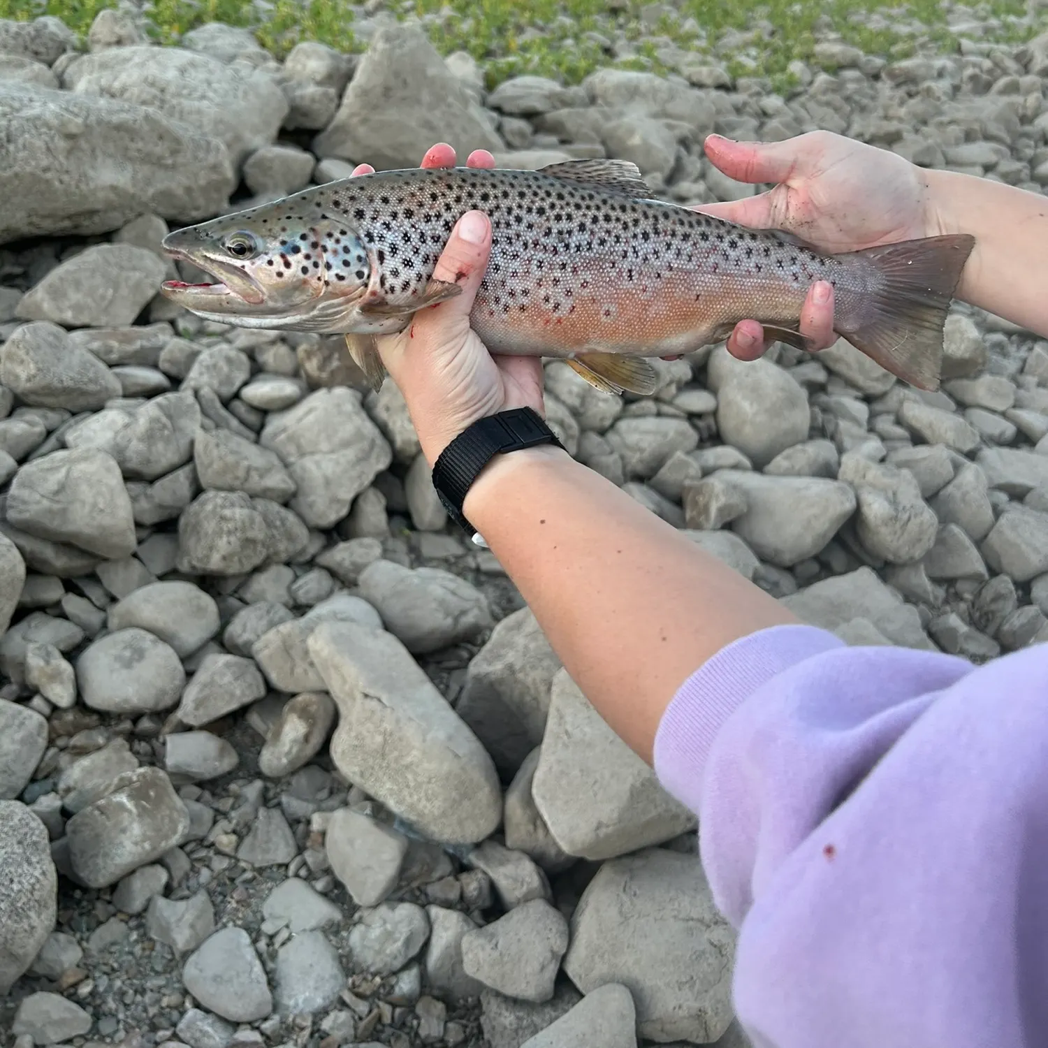 recently logged catches