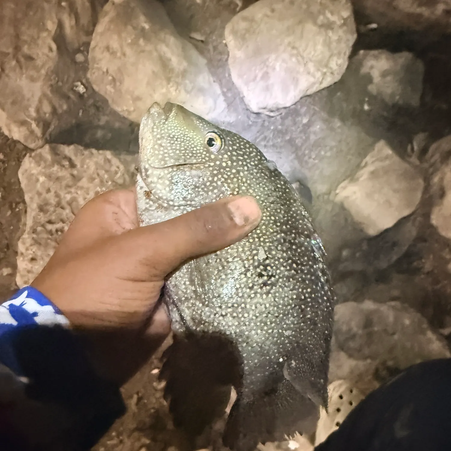 catch