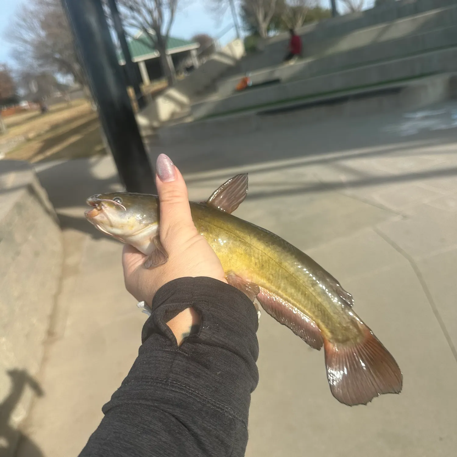 The most recent Black bullhead catches on Fishbrain