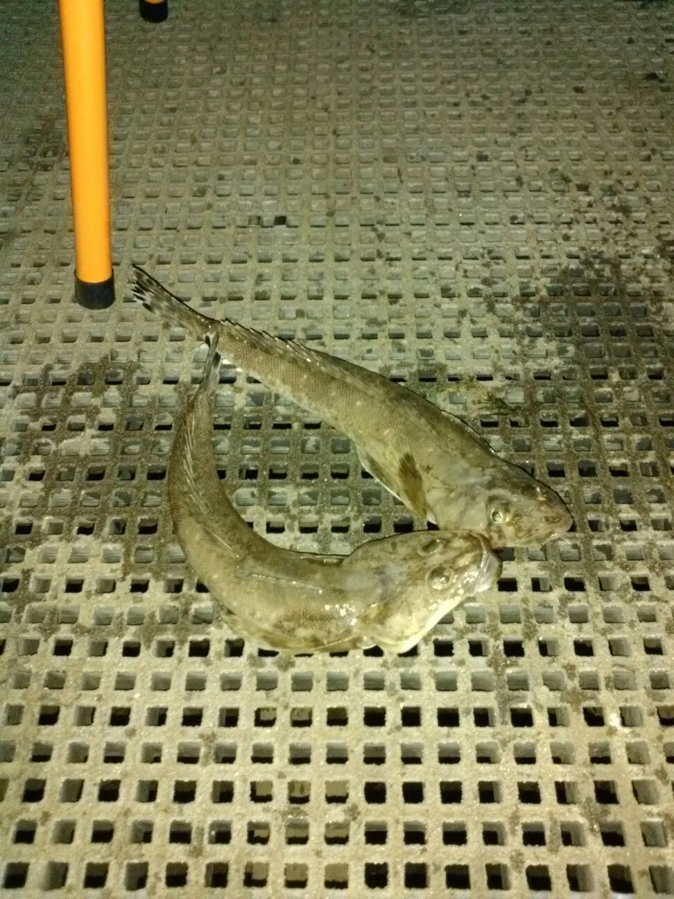 Post image from mlicandro