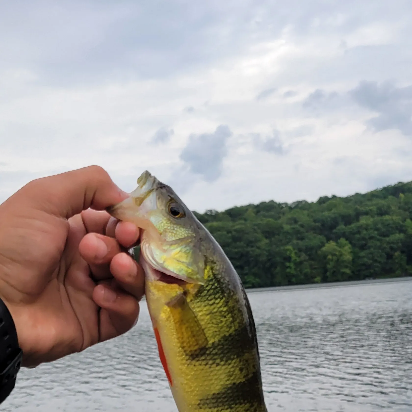 Yellow perch caught on Fishbrain