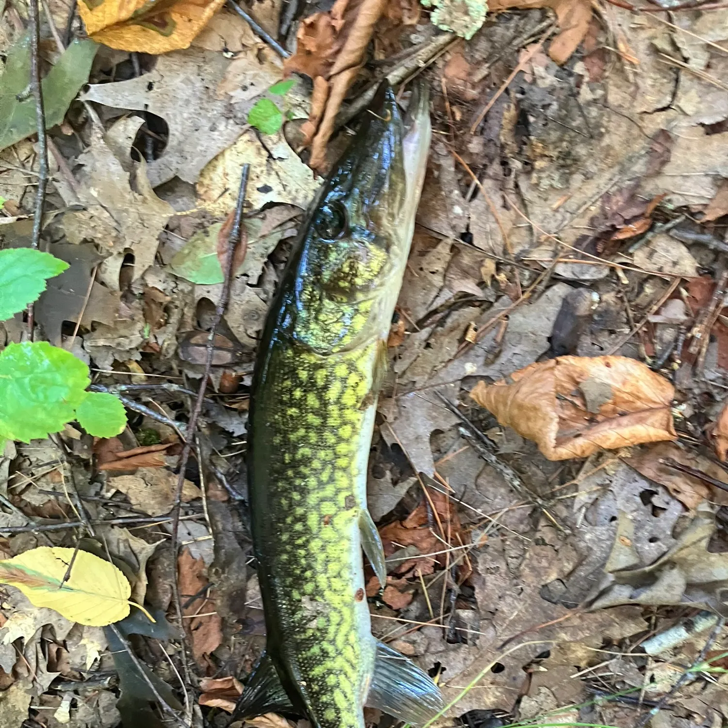 Chain pickerel caught on Fishbrain