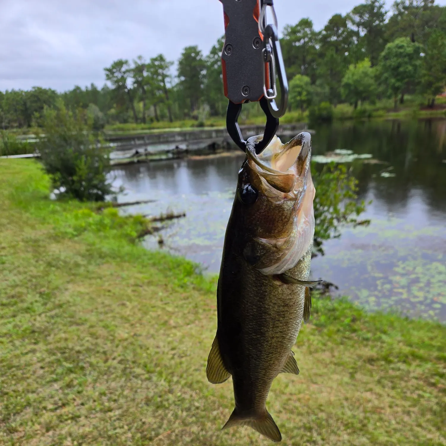 Fish caught on Fishbrain