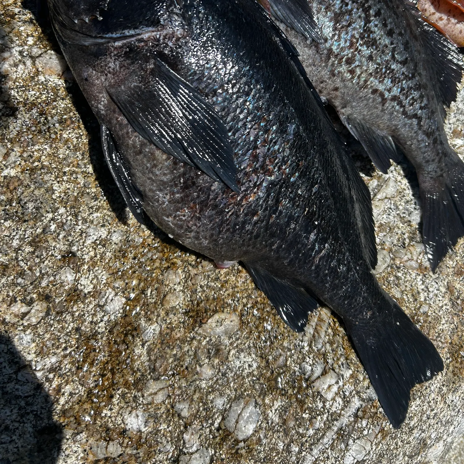 The most recent Blue rockfish catches on Fishbrain