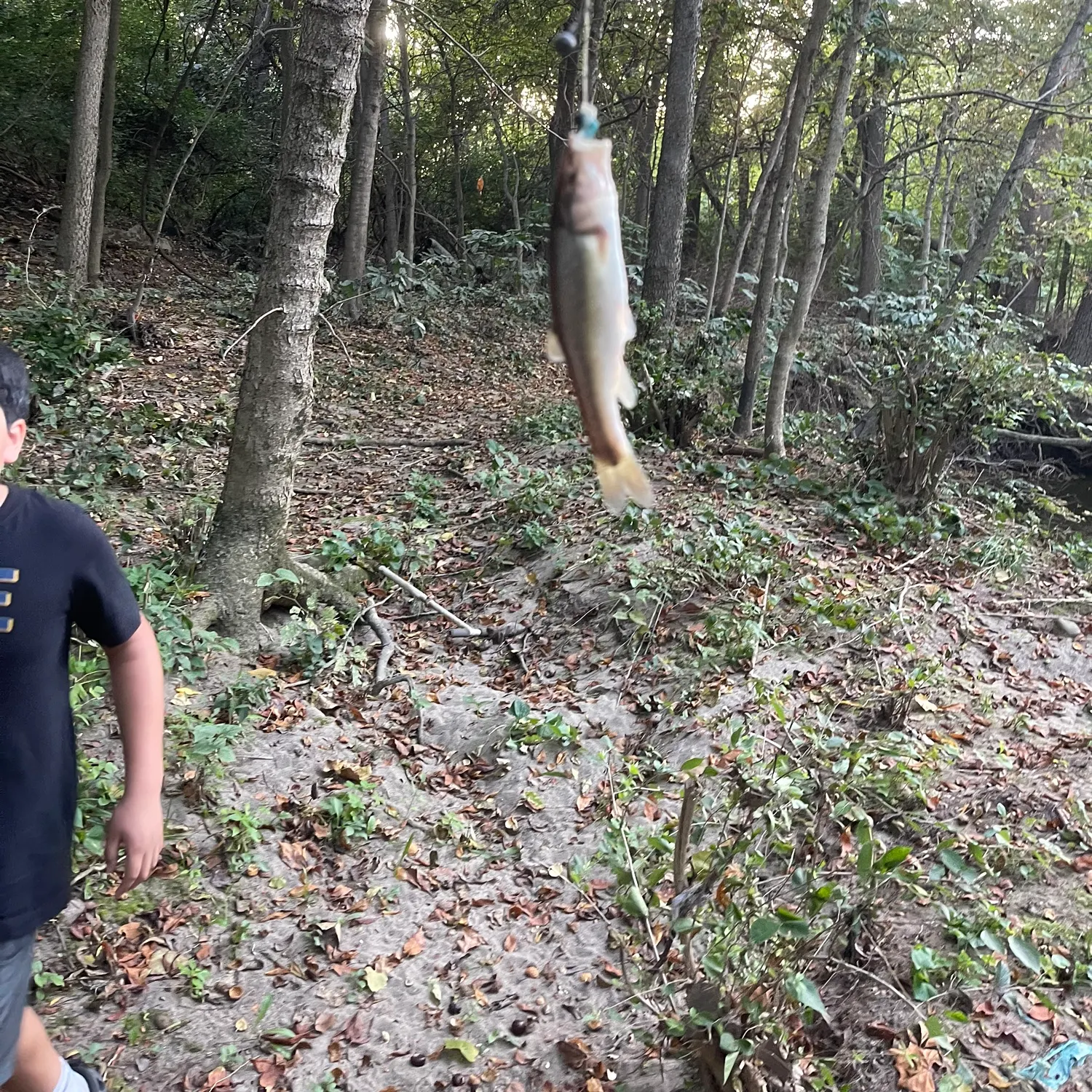 Creek chub caught on Fishbrain