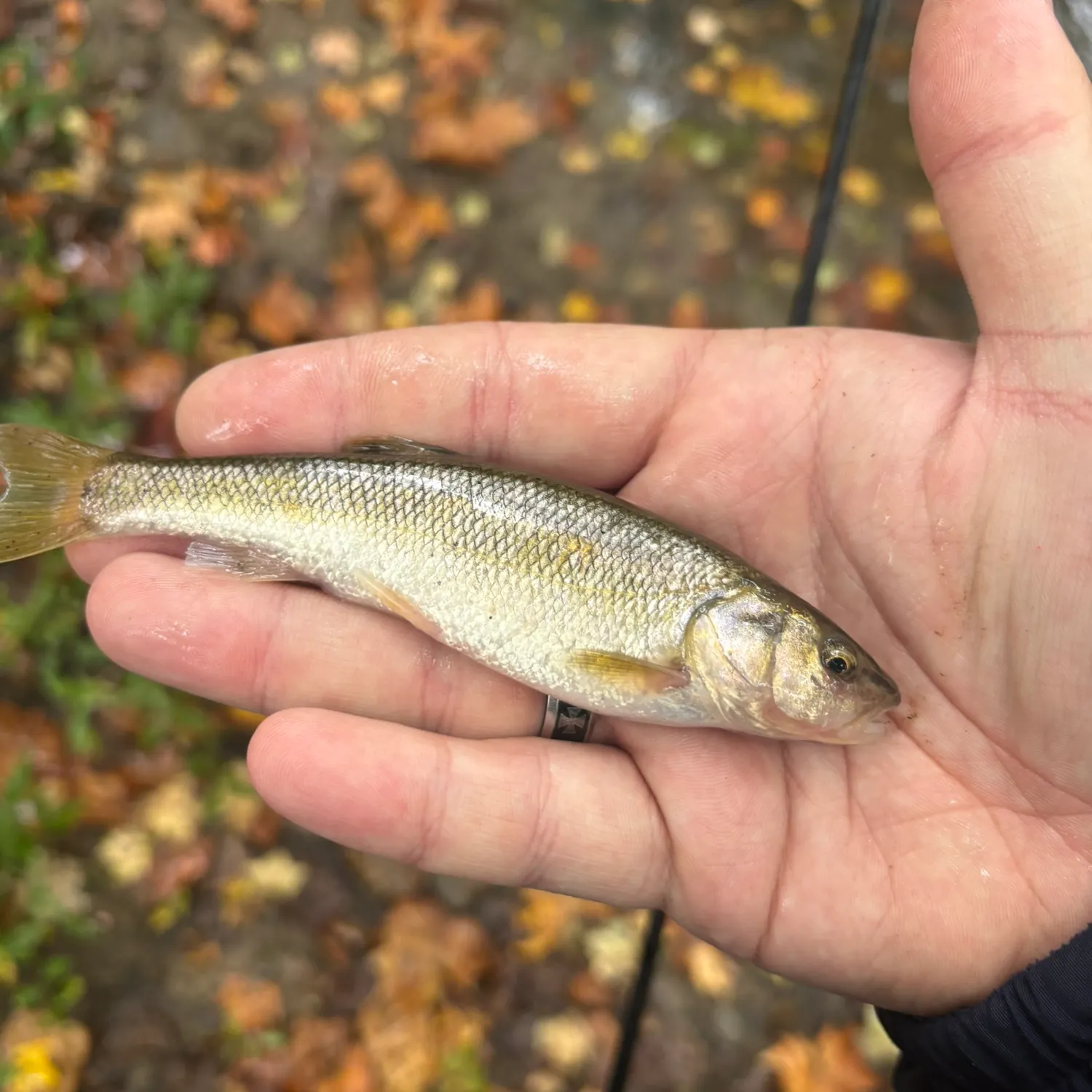 Creek chub caught on Fishbrain