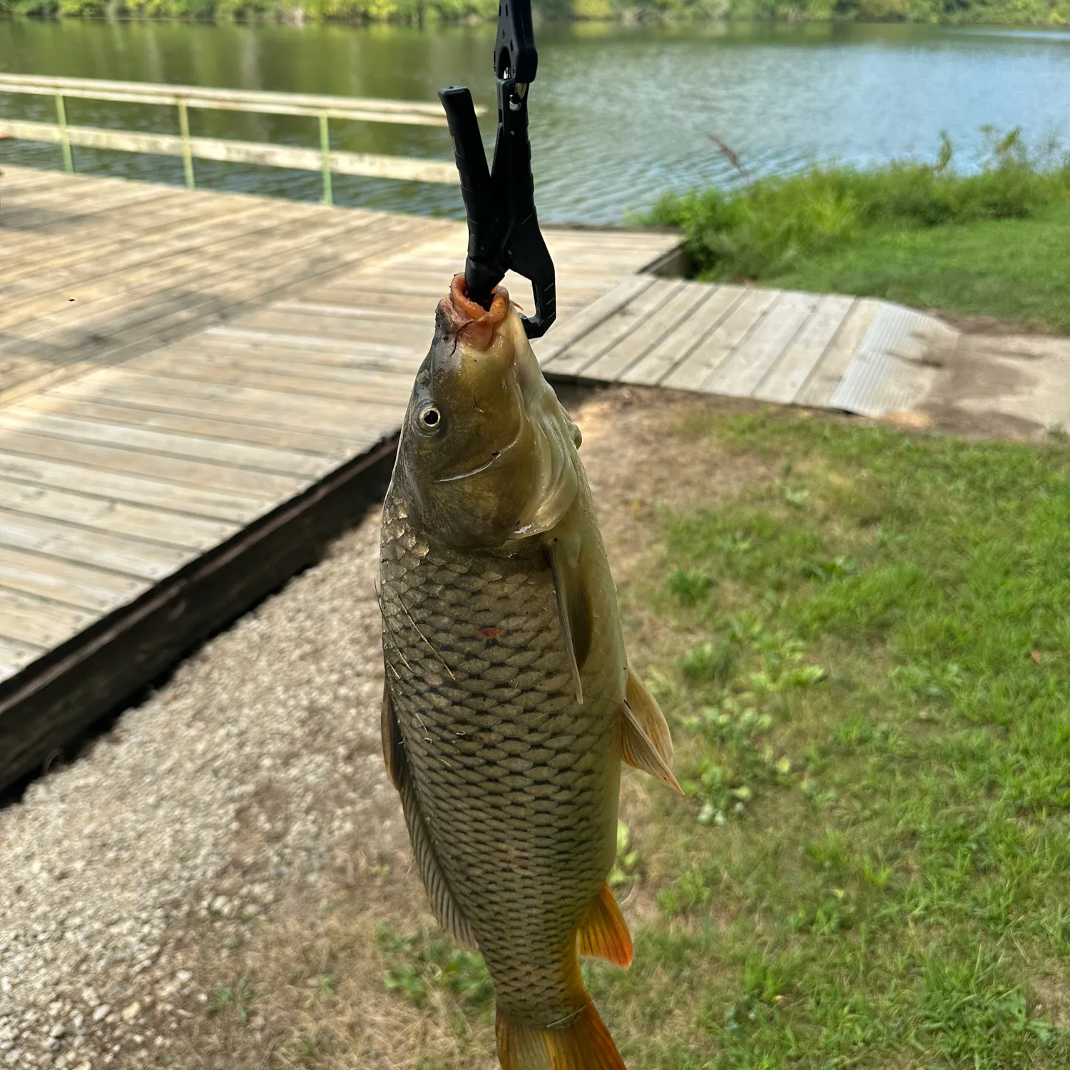Common carp caught on Fishbrain