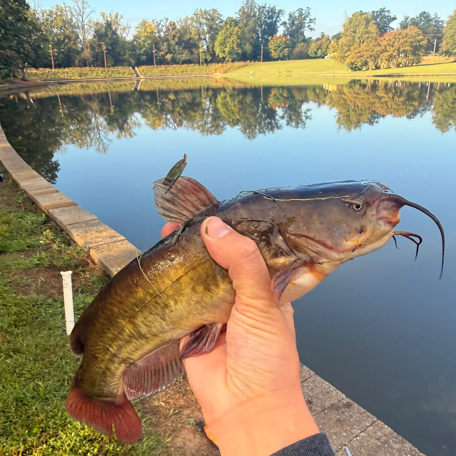 Brown bullhead caught on Fishbrain