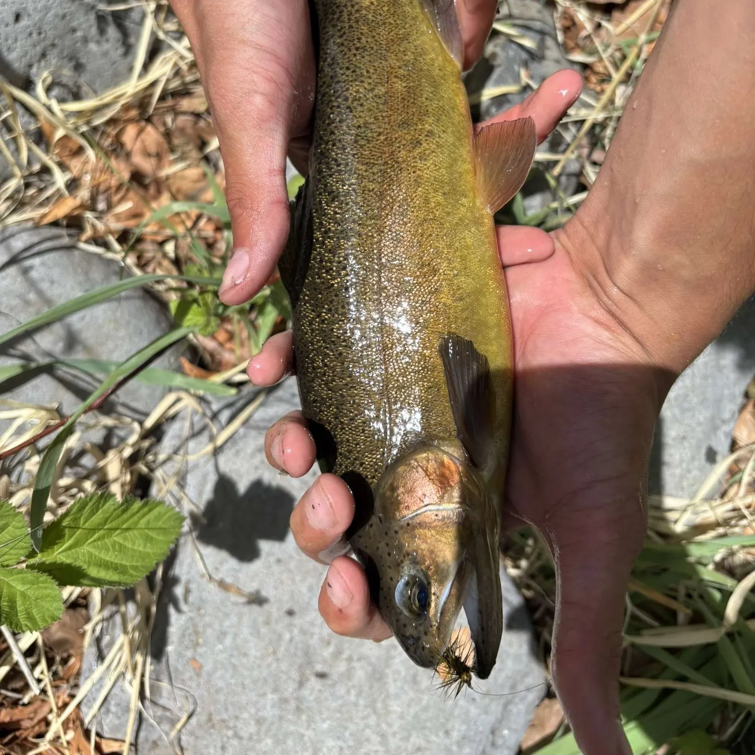 most liked catch image