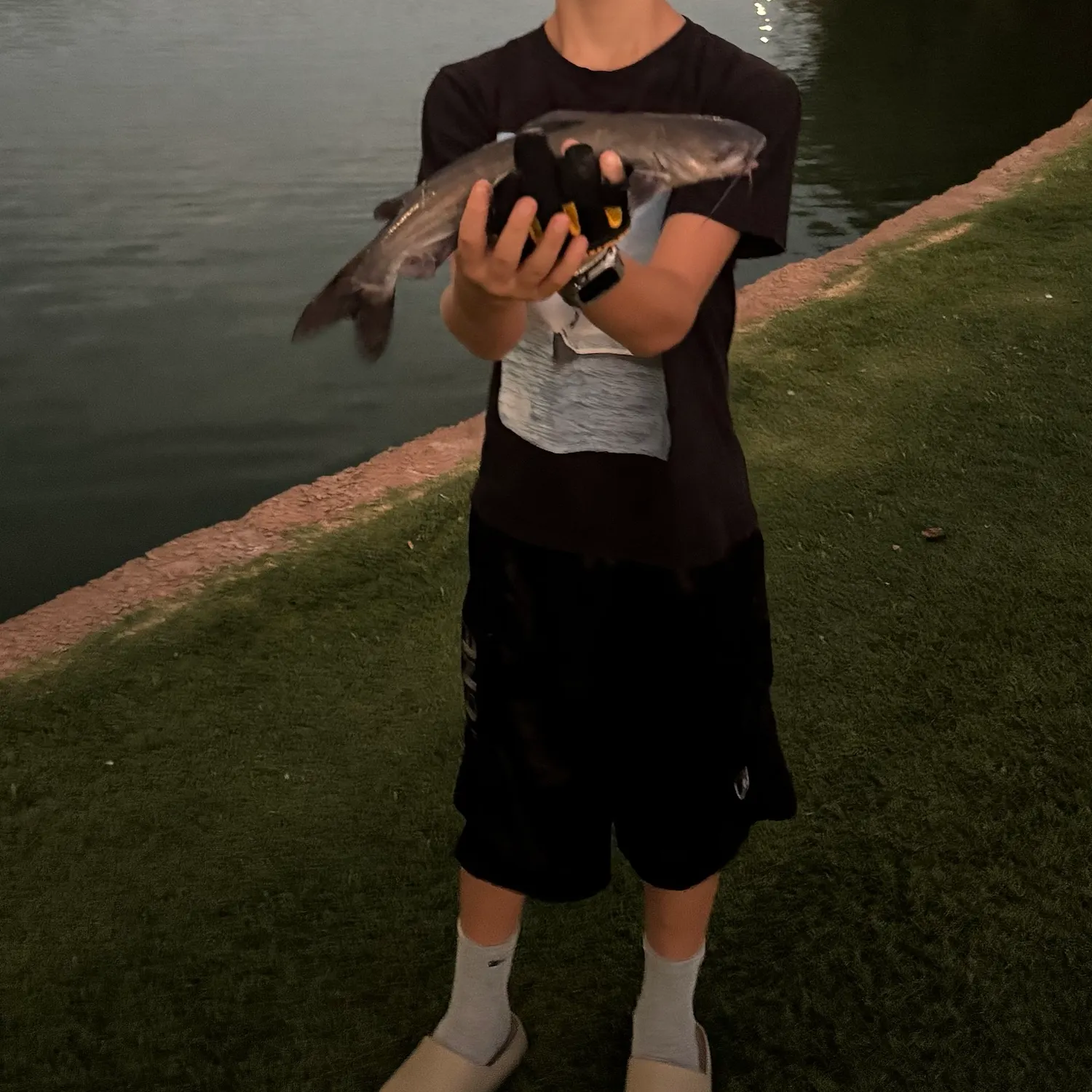Channel catfish caught on Fishbrain