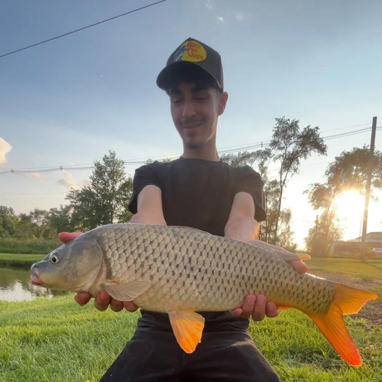 Common carp caught on Fishbrain