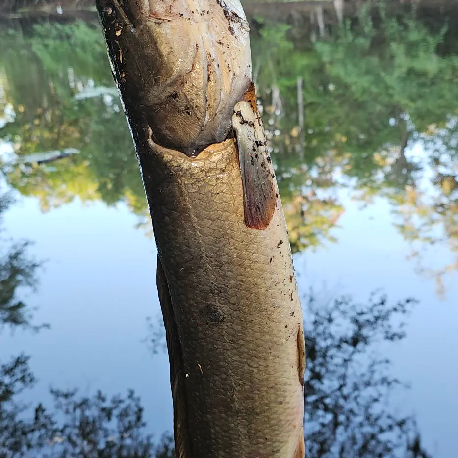 The most recent Ruddy bowfin catches on Fishbrain