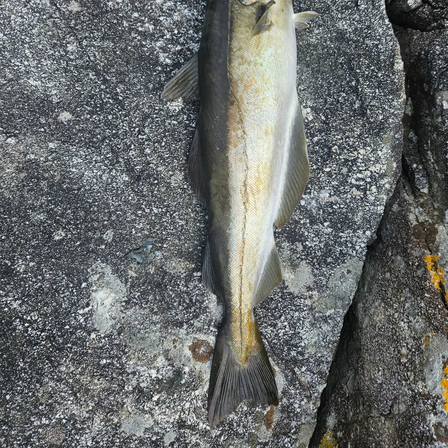 Pollack caught on Fishbrain