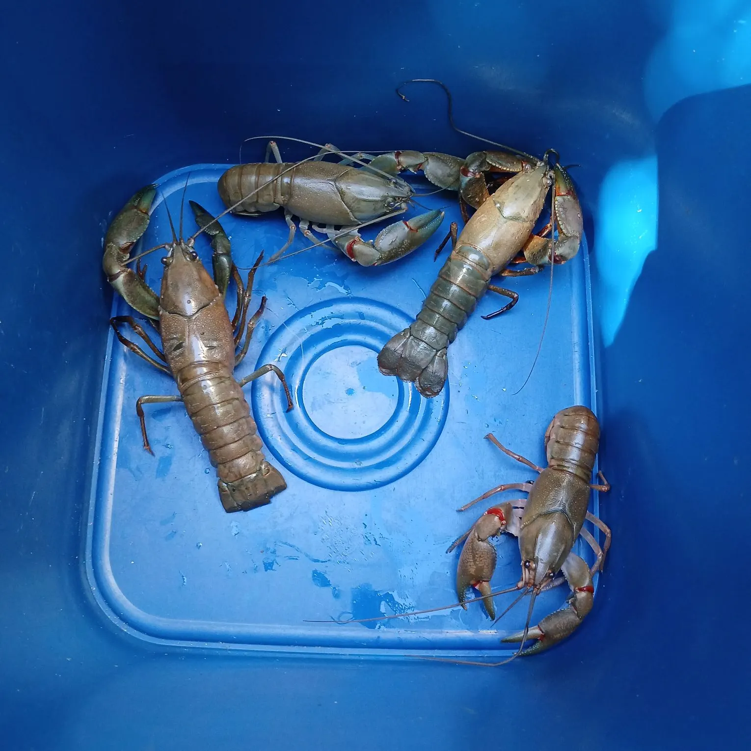 The most recent Common yabby catches on Fishbrain