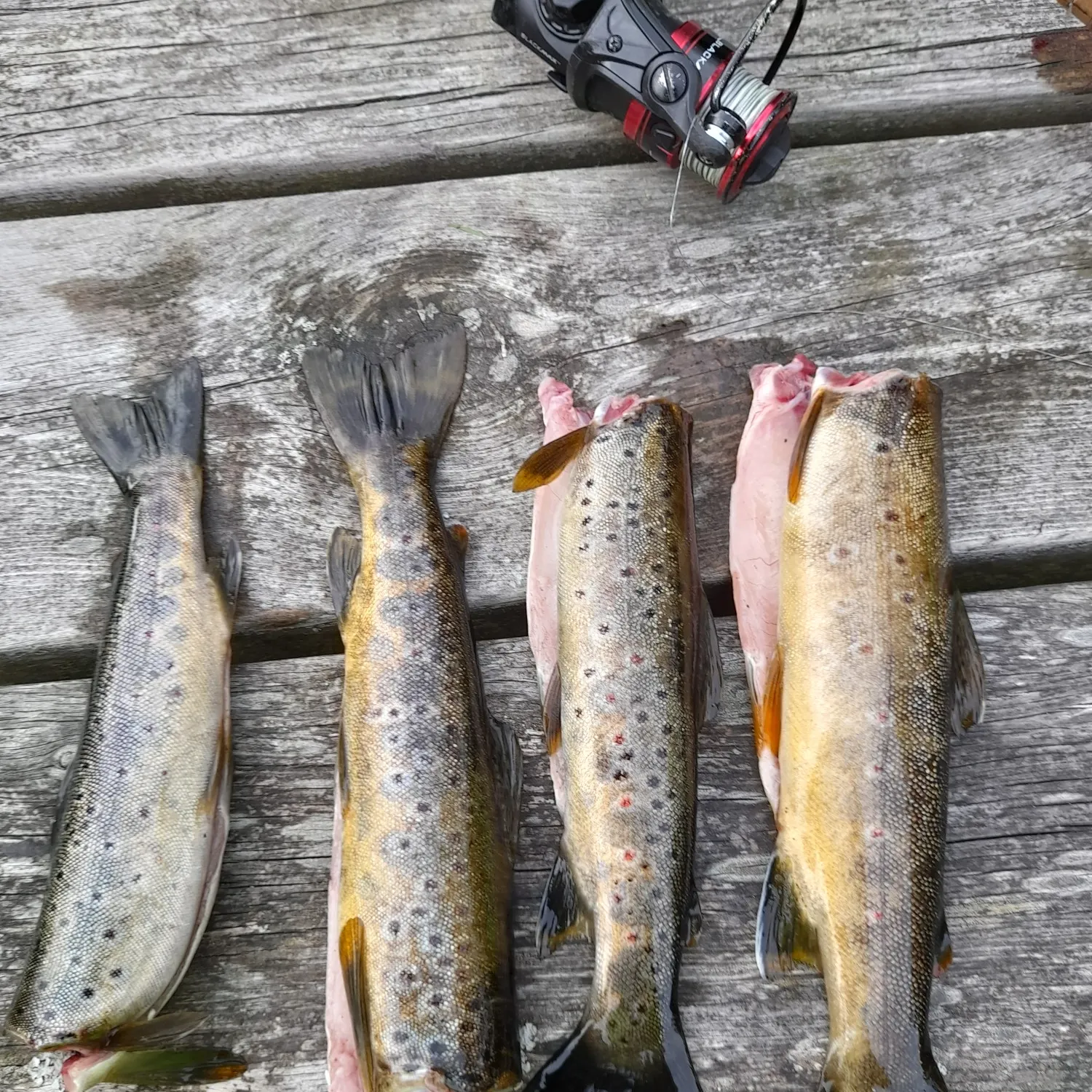 recently logged catches