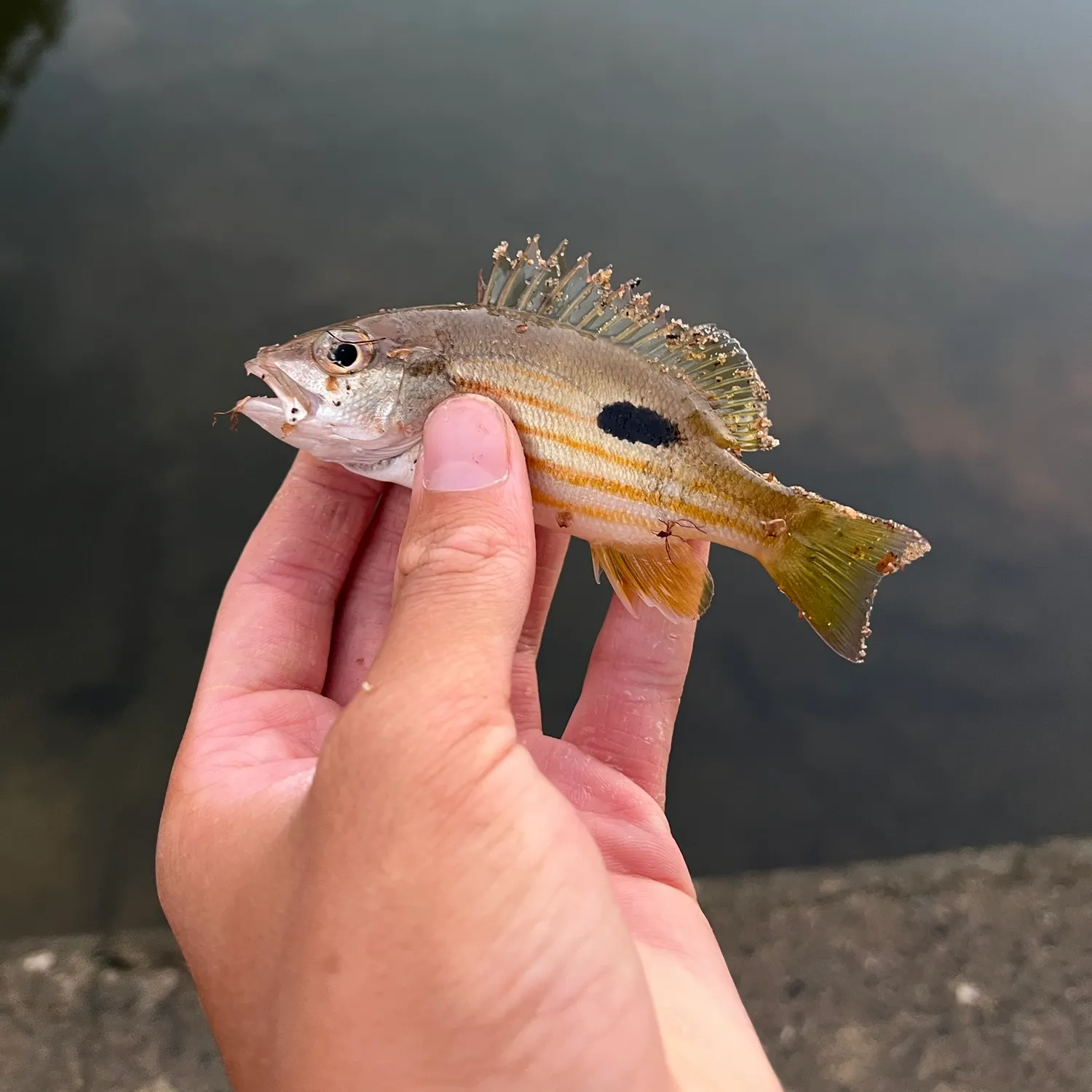 The most recent Moses perch catches on Fishbrain
