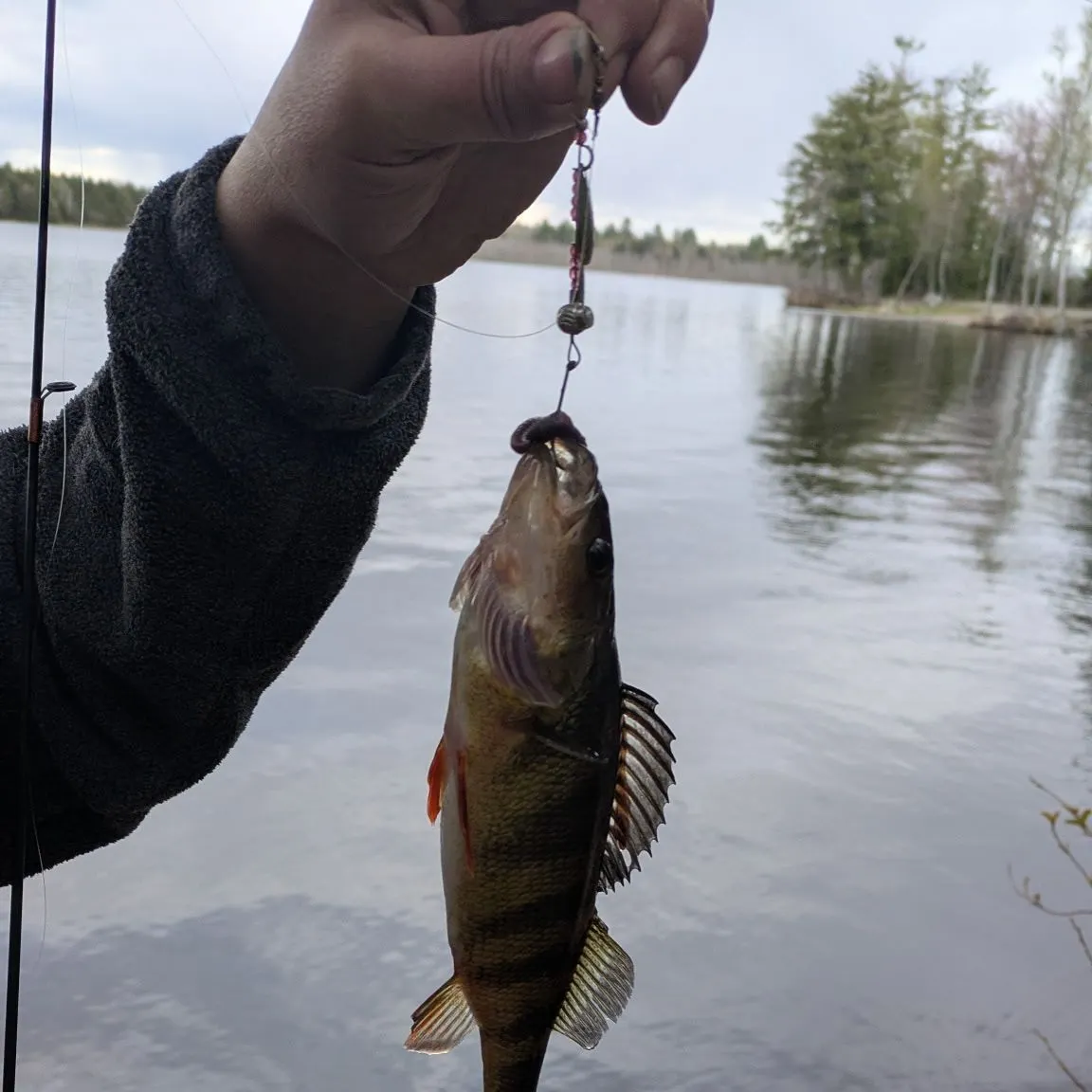 The most recent Yellow perch catches on Fishbrain