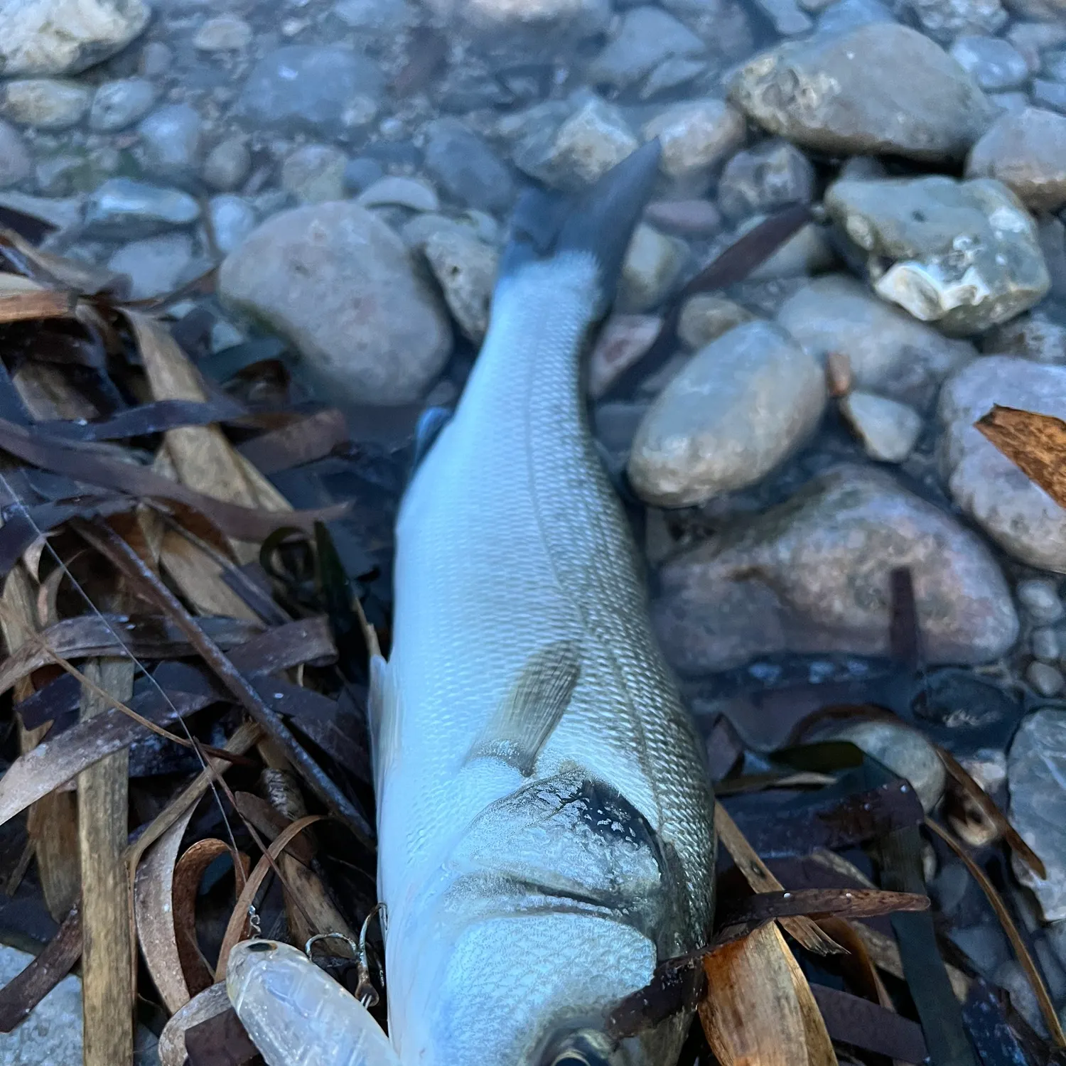 The most recent European seabass catches on Fishbrain