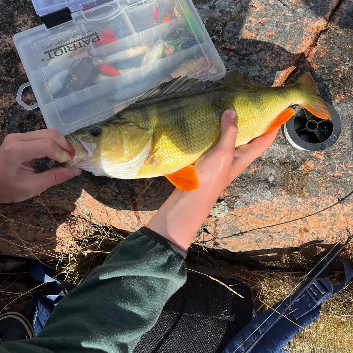 European perch caught on Fishbrain
