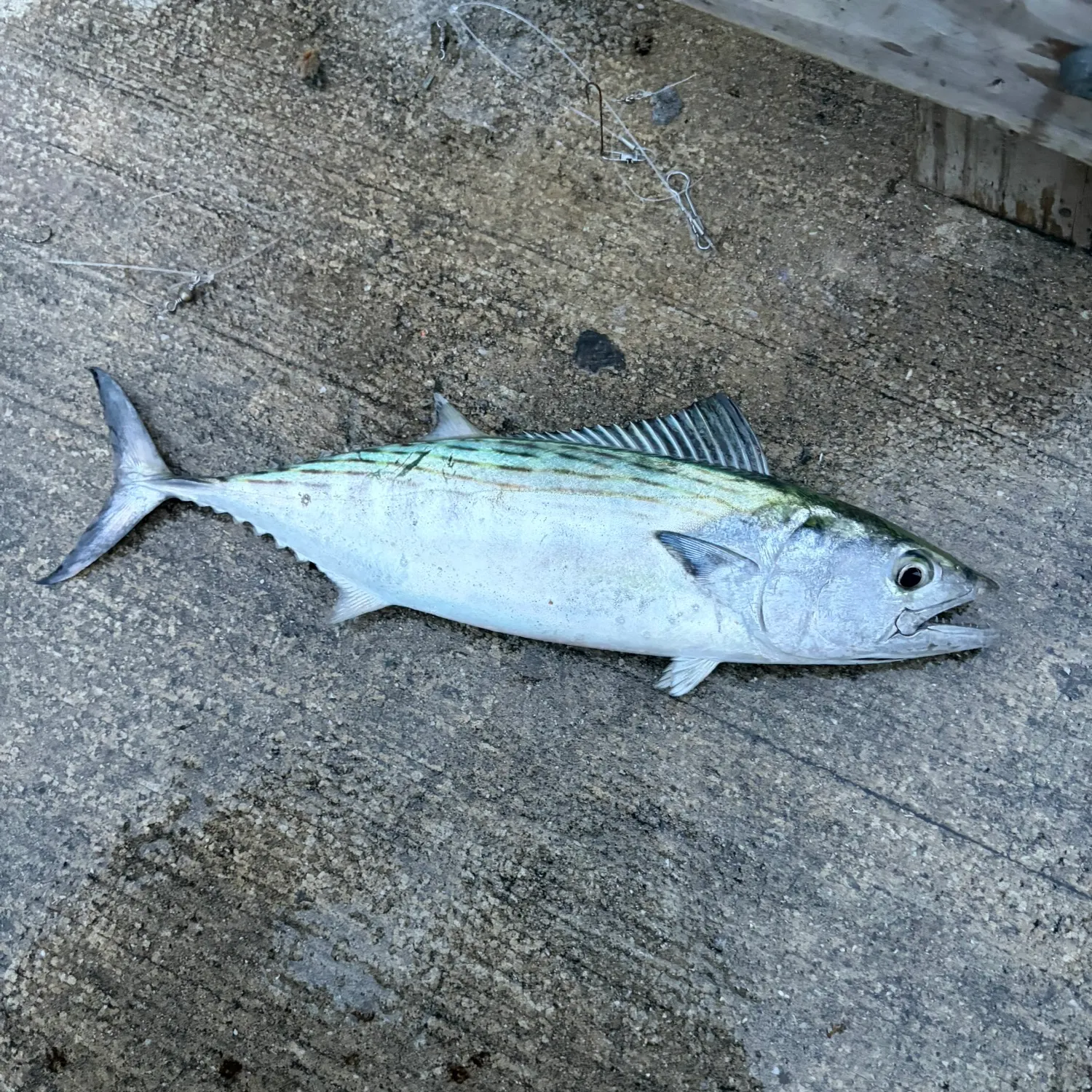 The most recent Atlantic bonito catches on Fishbrain