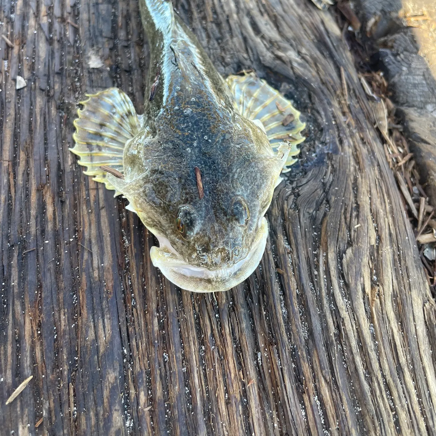 The most recent Cabezon catches on Fishbrain