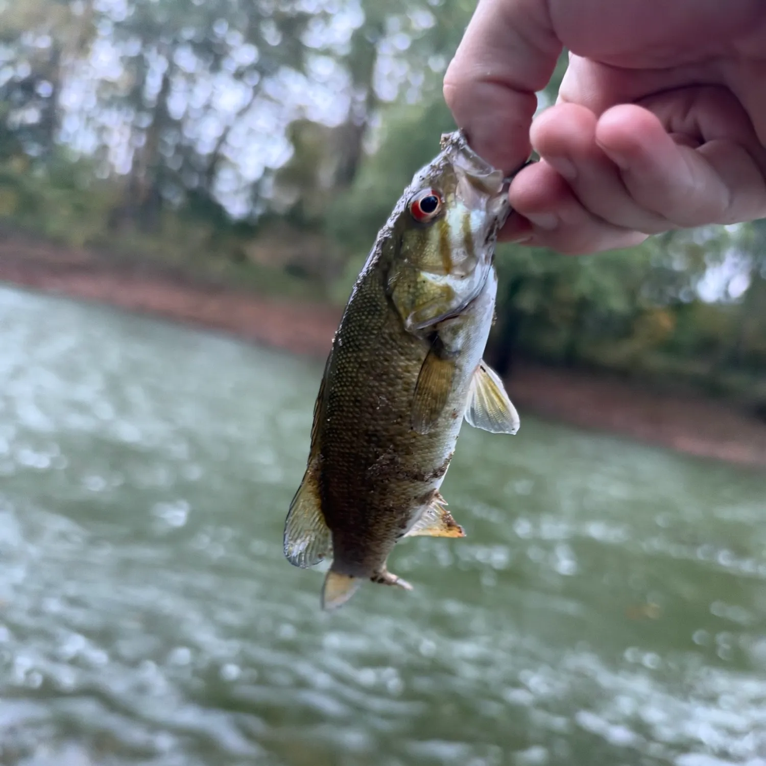 Smallmouth bass caught on Fishbrain