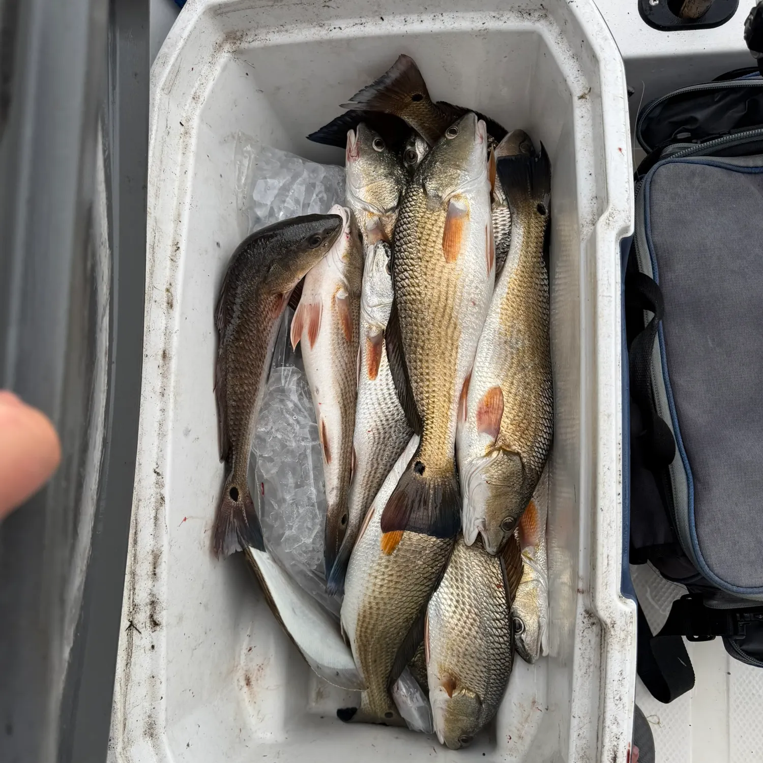 Red drum caught on Fishbrain