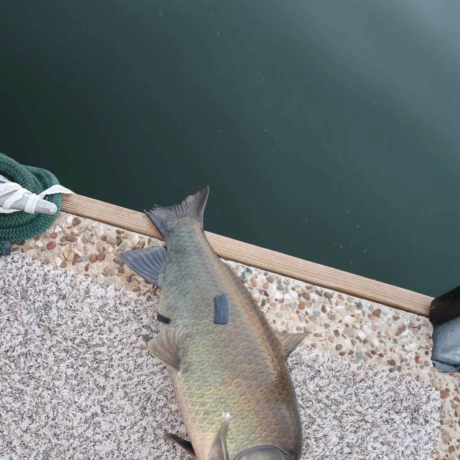 The most recent Bigmouth buffalo catches on Fishbrain