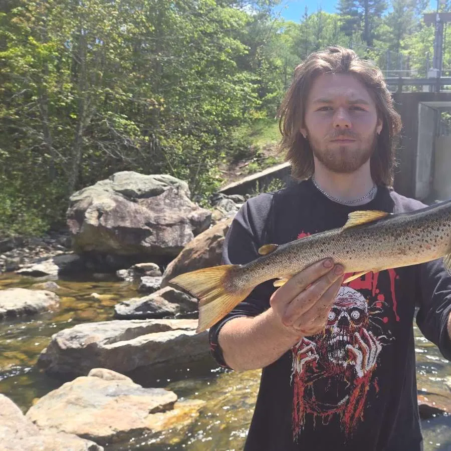 The most recent Landlocked atlantic salmon catches on Fishbrain
