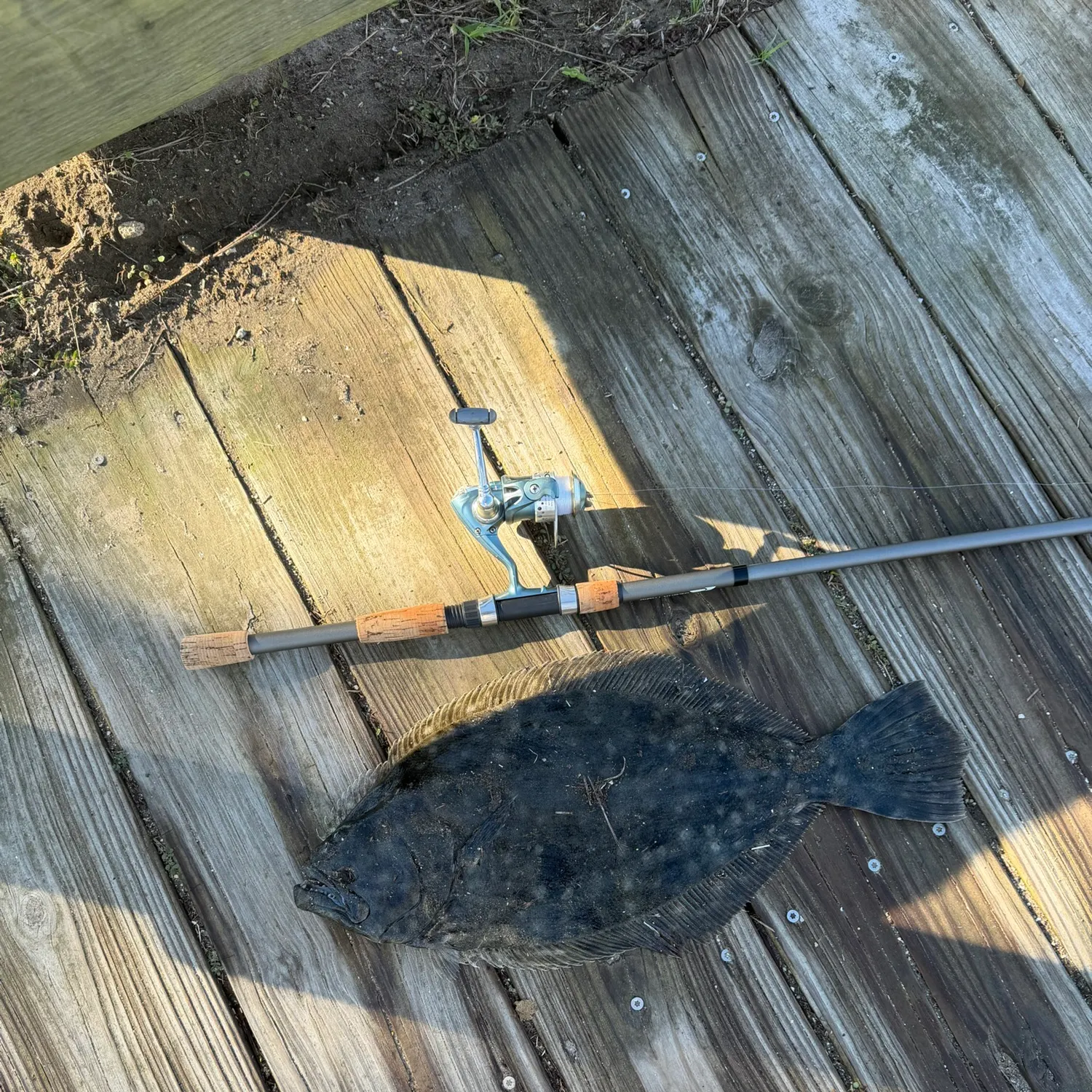 Summer flounder caught on Fishbrain