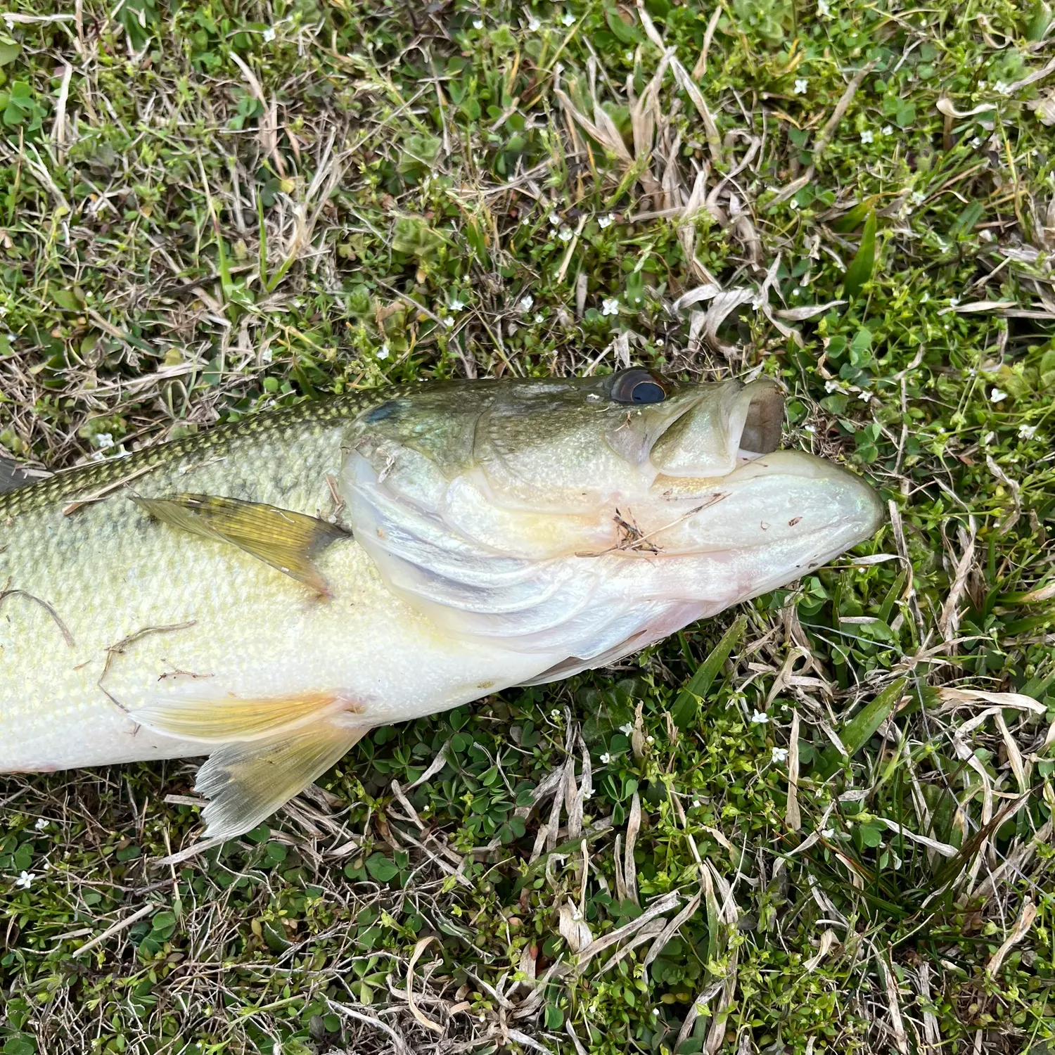 The most recent Great white shark catches on Fishbrain