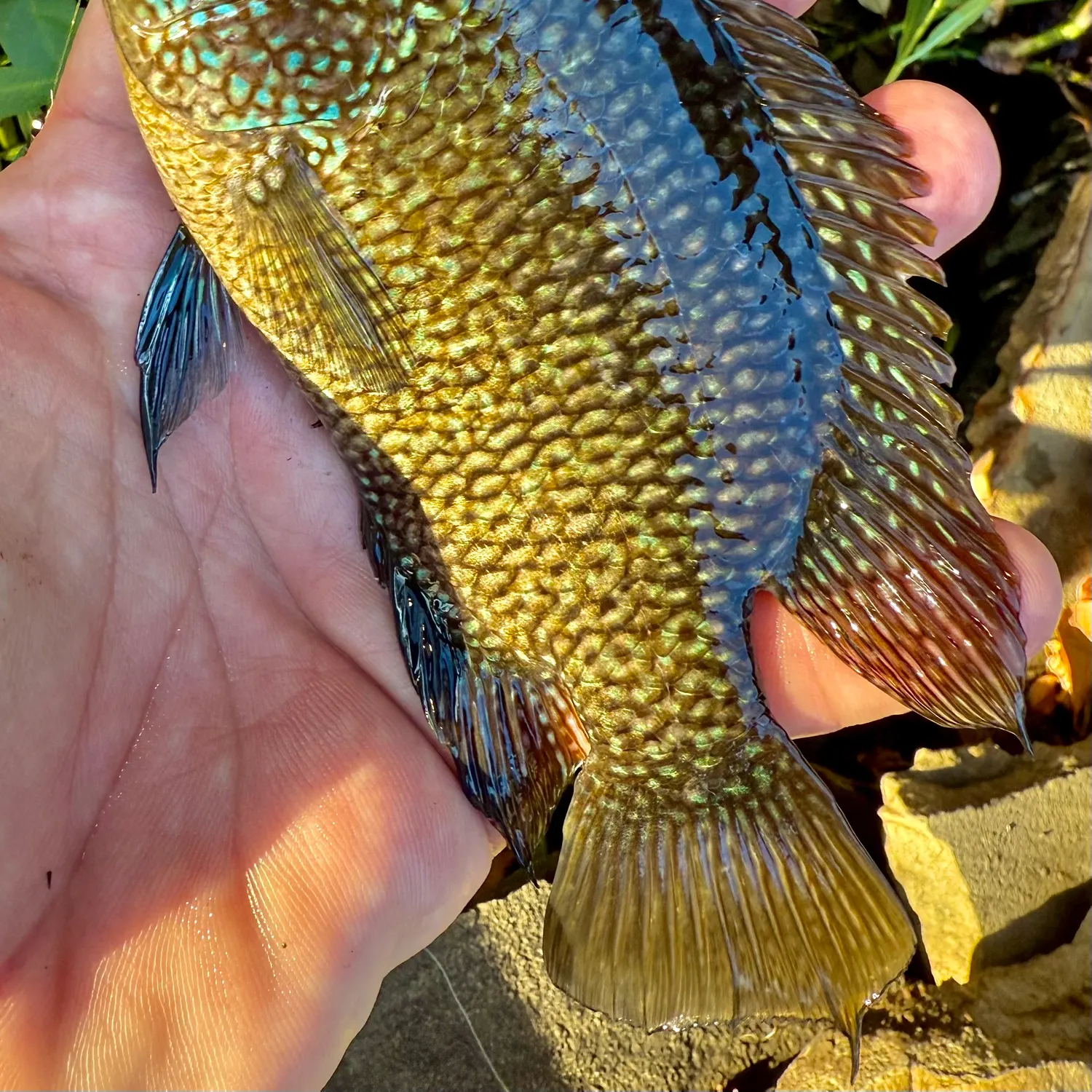 The most recent Rio Grande cichlid catches on Fishbrain
