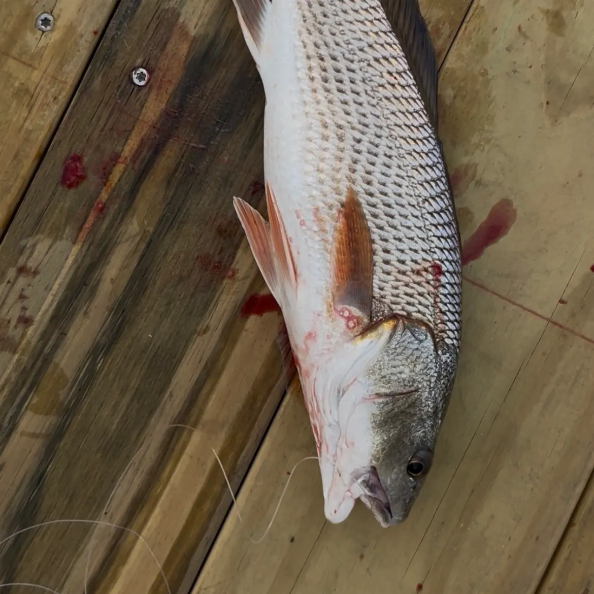 Red drum caught on Fishbrain