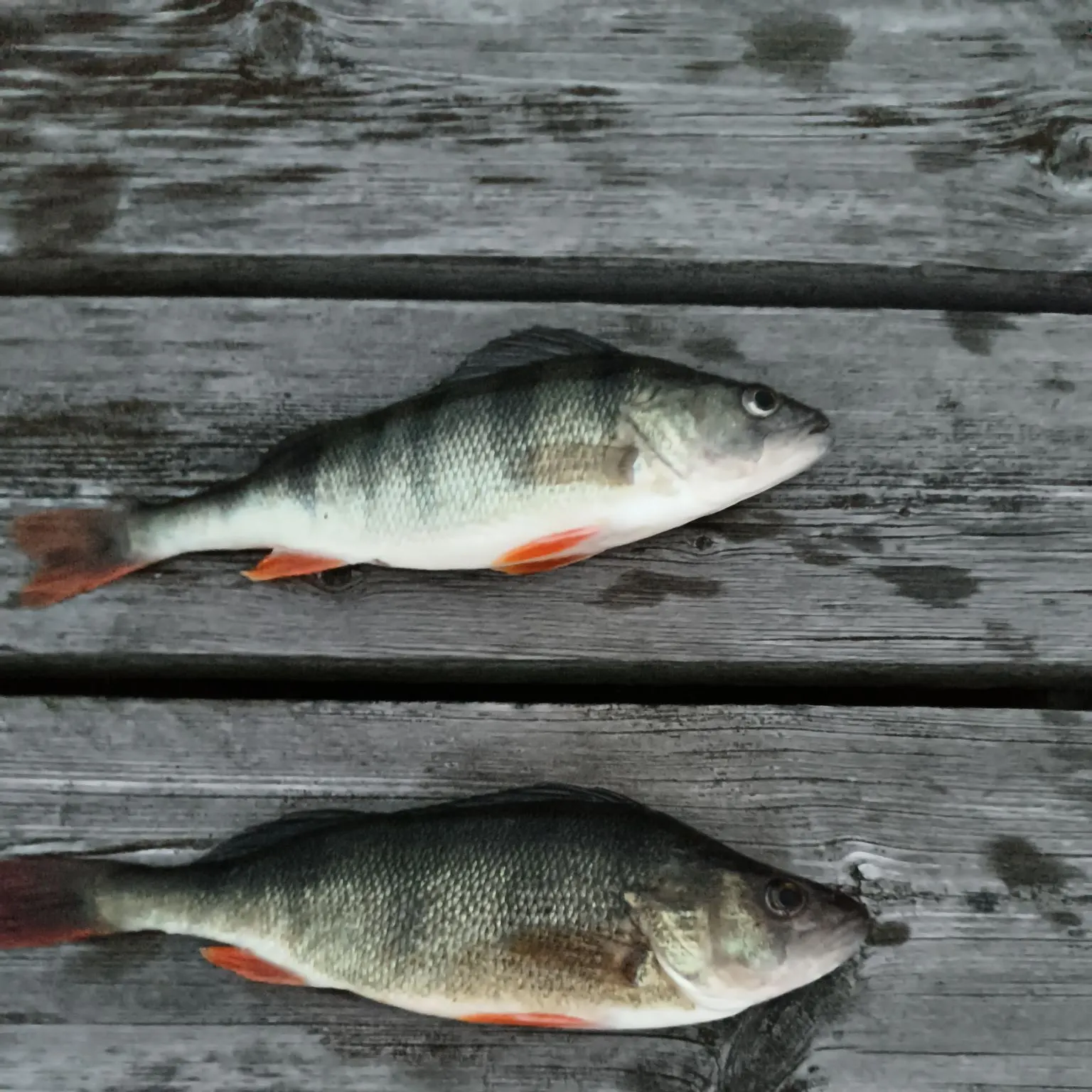 European perch caught on Fishbrain