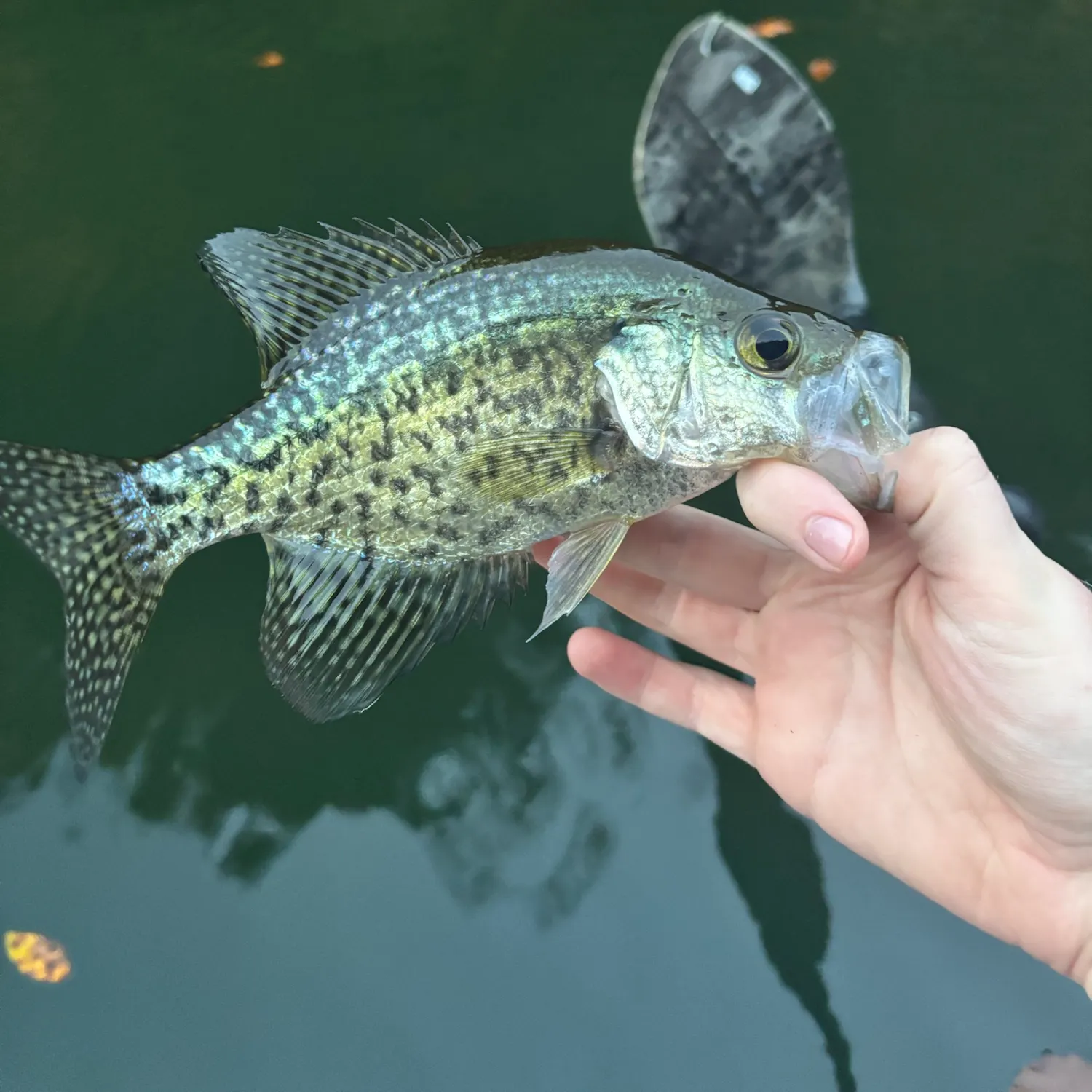 Black crappie caught on Fishbrain