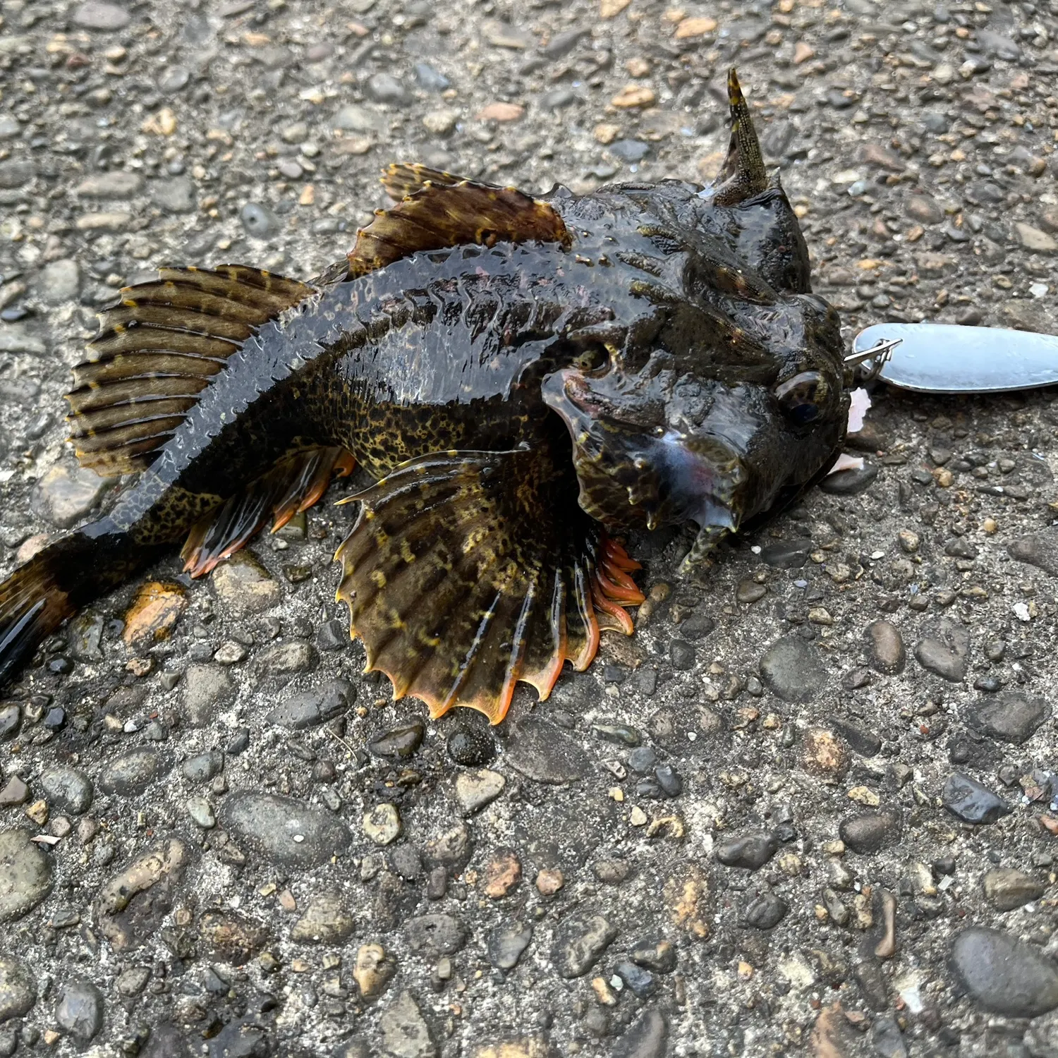 The most recent Buffalo sculpin catches on Fishbrain