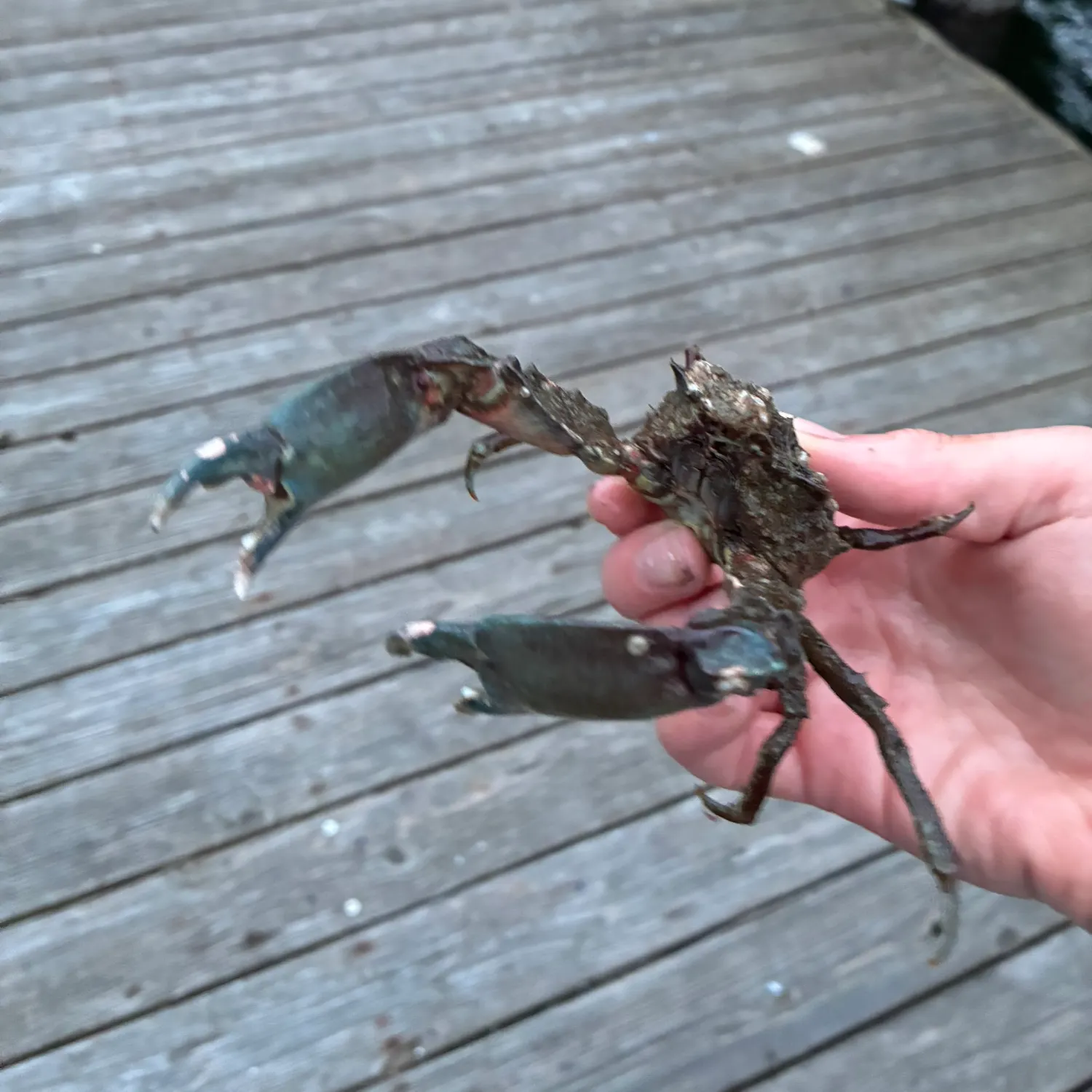 The most recent Northern kelp crab catches on Fishbrain