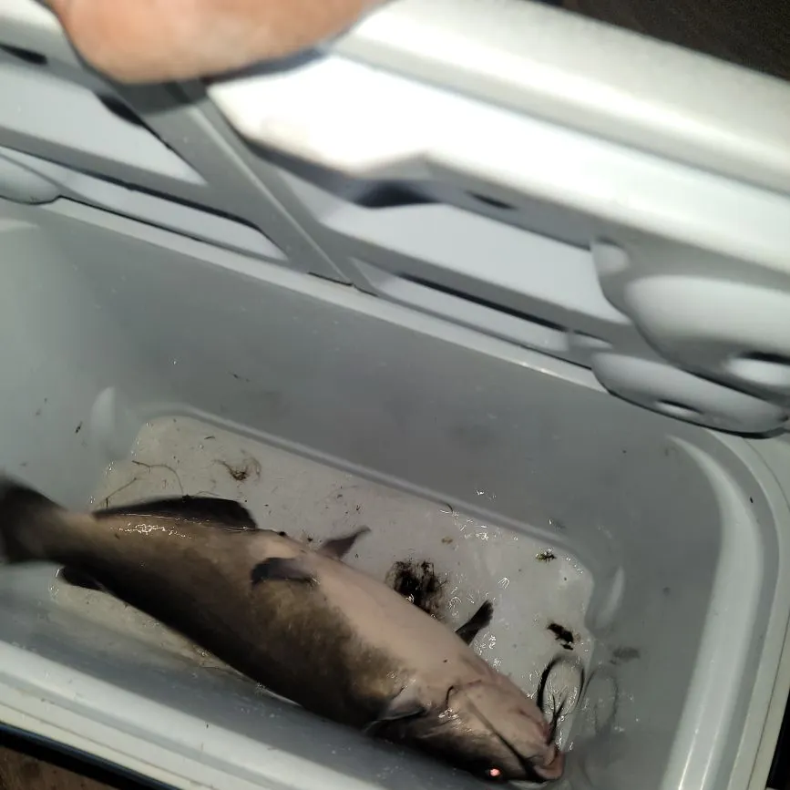 Fish caught on Fishbrain