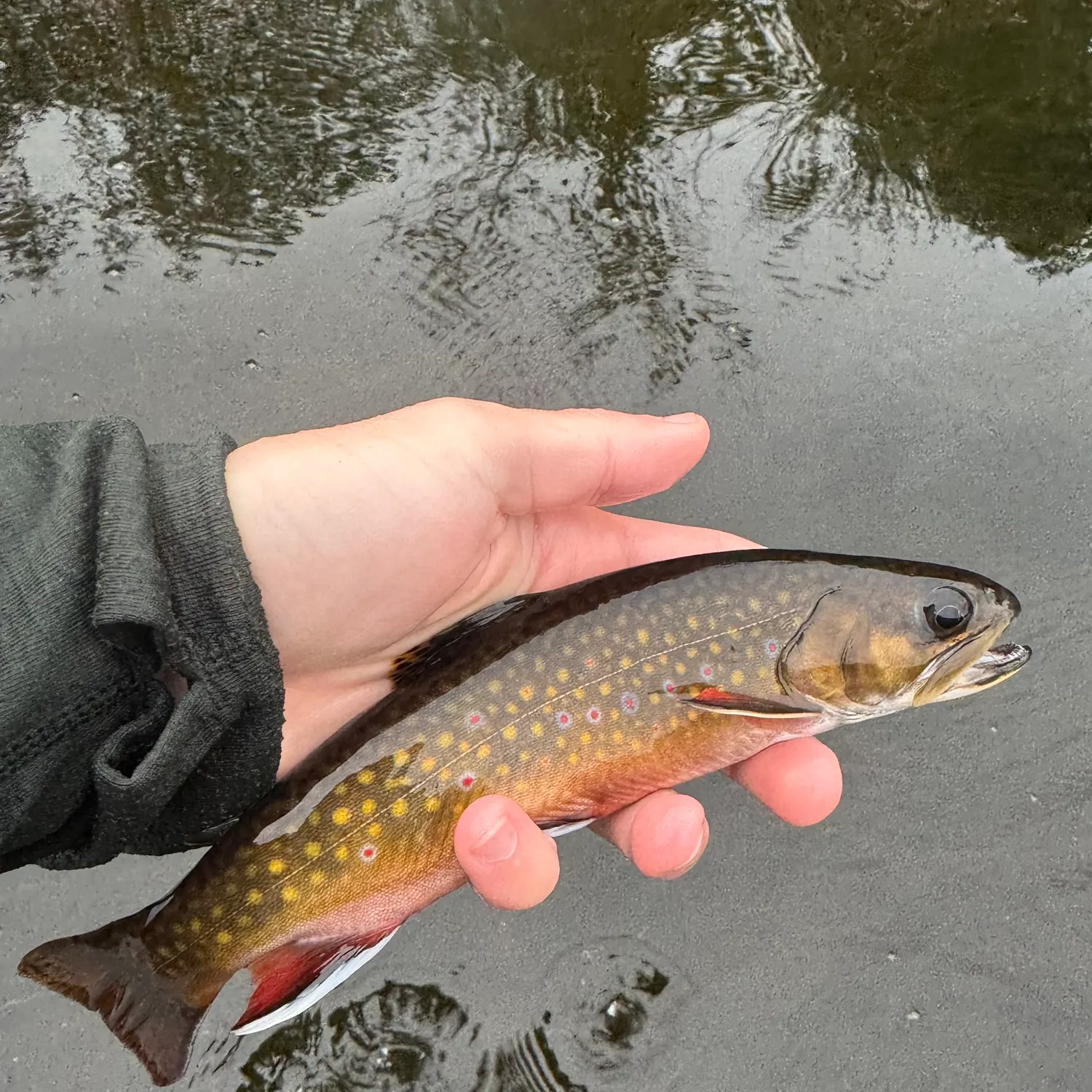 Brook trout caught on Fishbrain